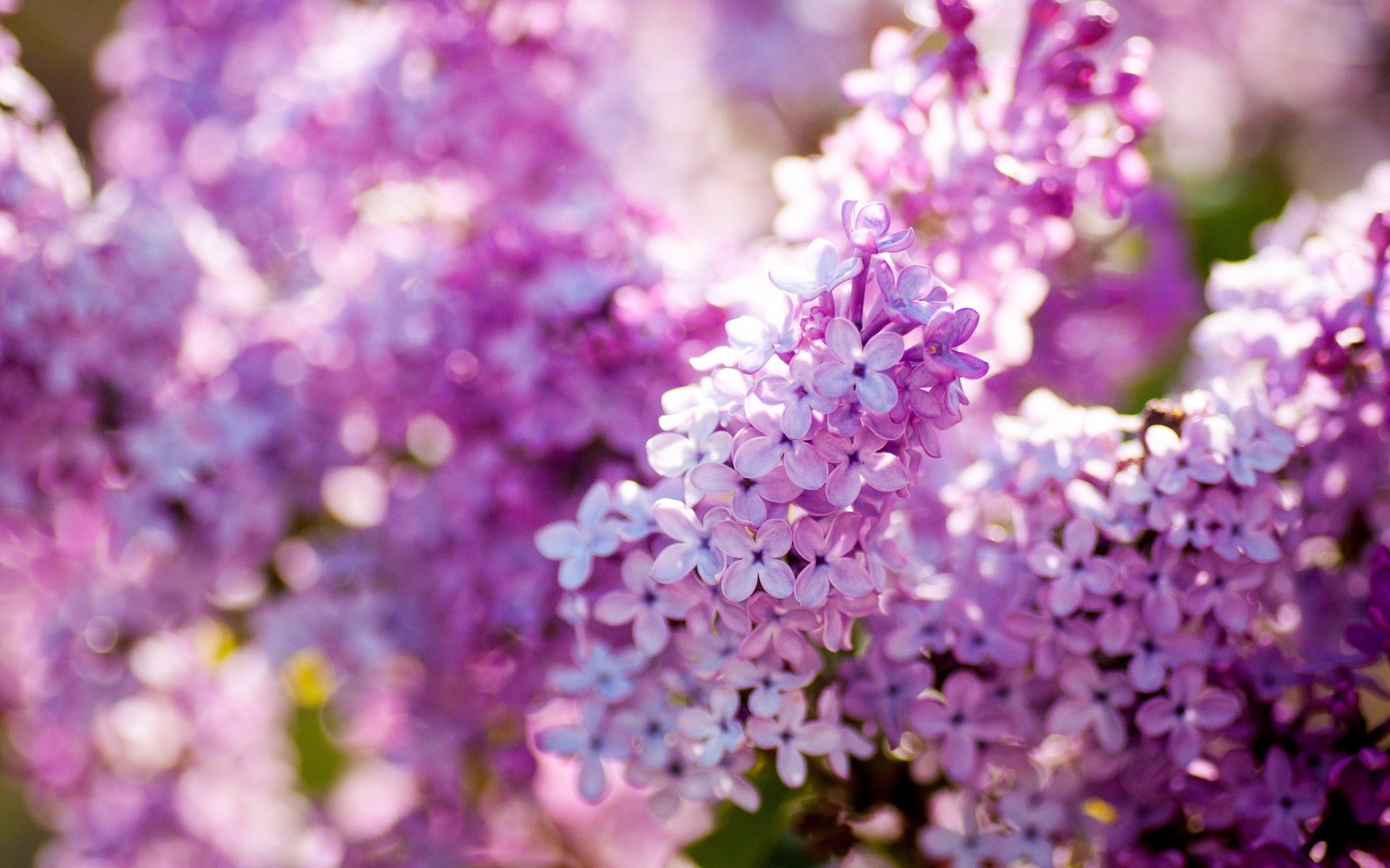 flieder natur frühling blüte