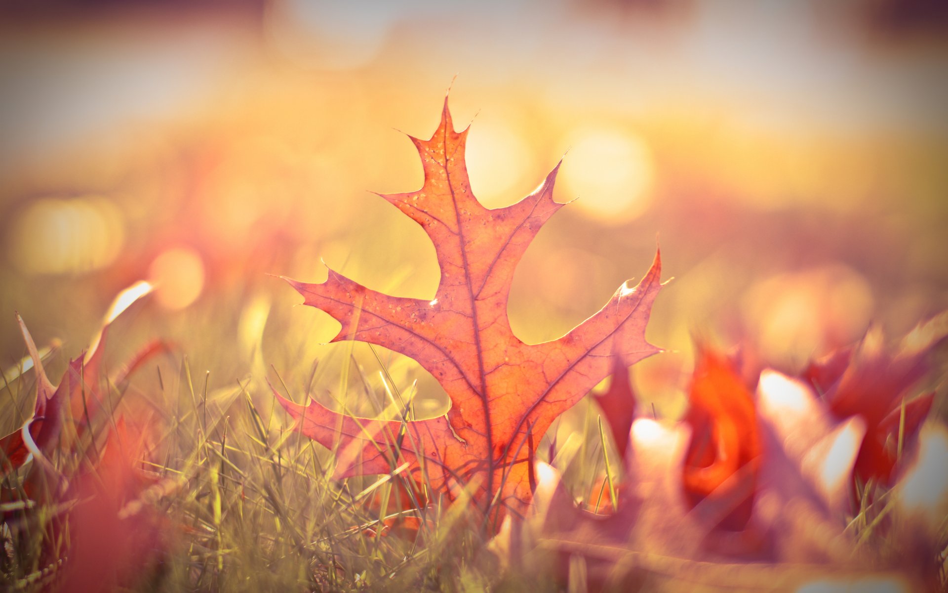 autunno foglie erba verde sfocatura bokeh