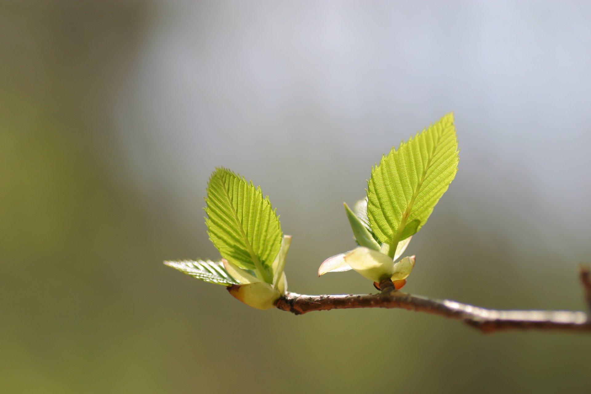 feuilles feuilles vert verdure printemps branche arbre lumière chaleur macro