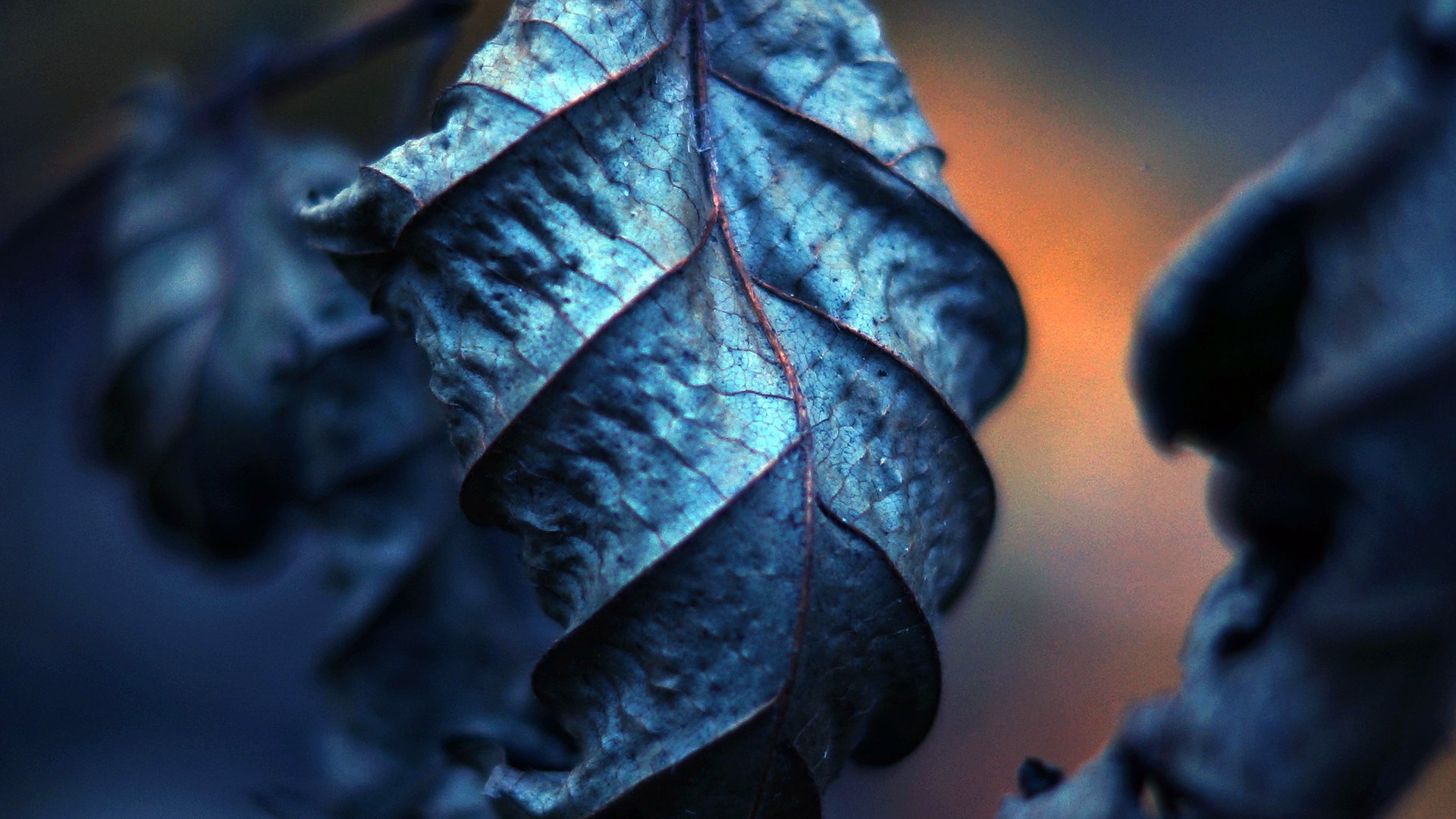 leaves close up dry streak