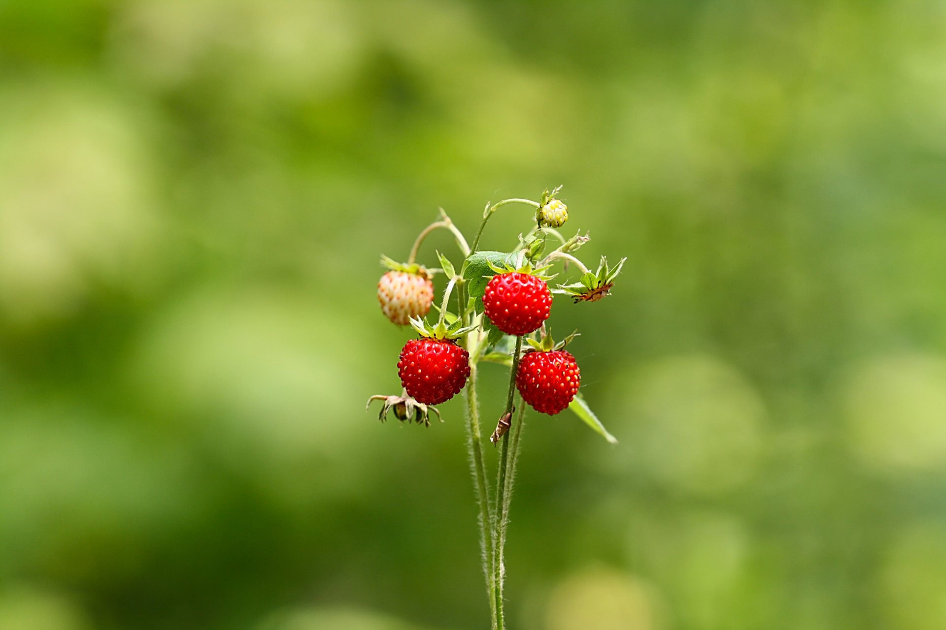 fraises été forêt verdure