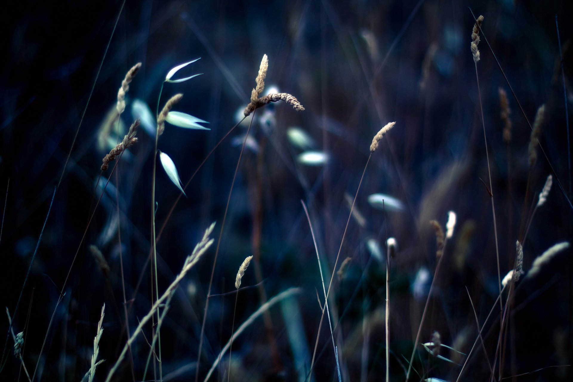 close up grass spike