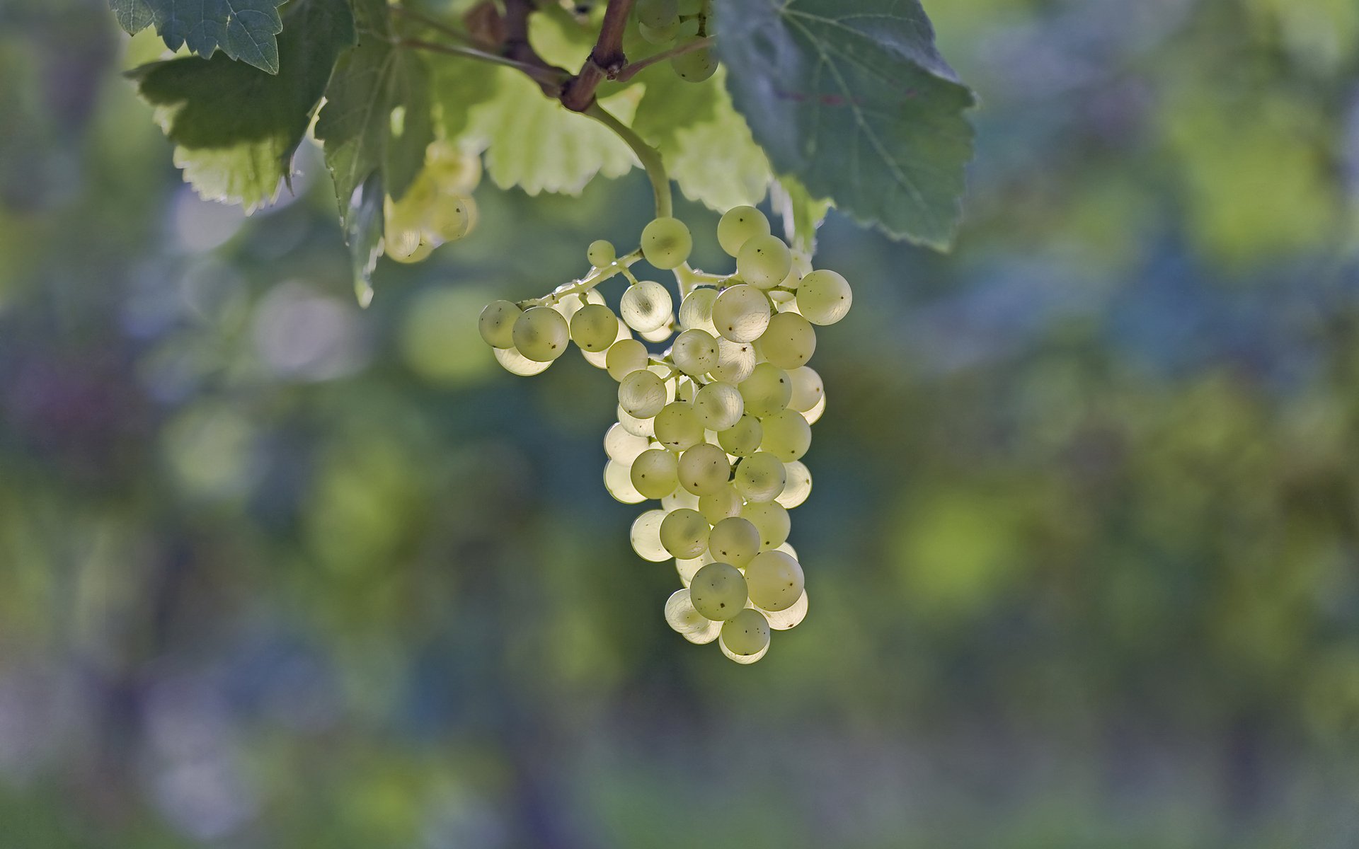 trauben trauben beeren blätter