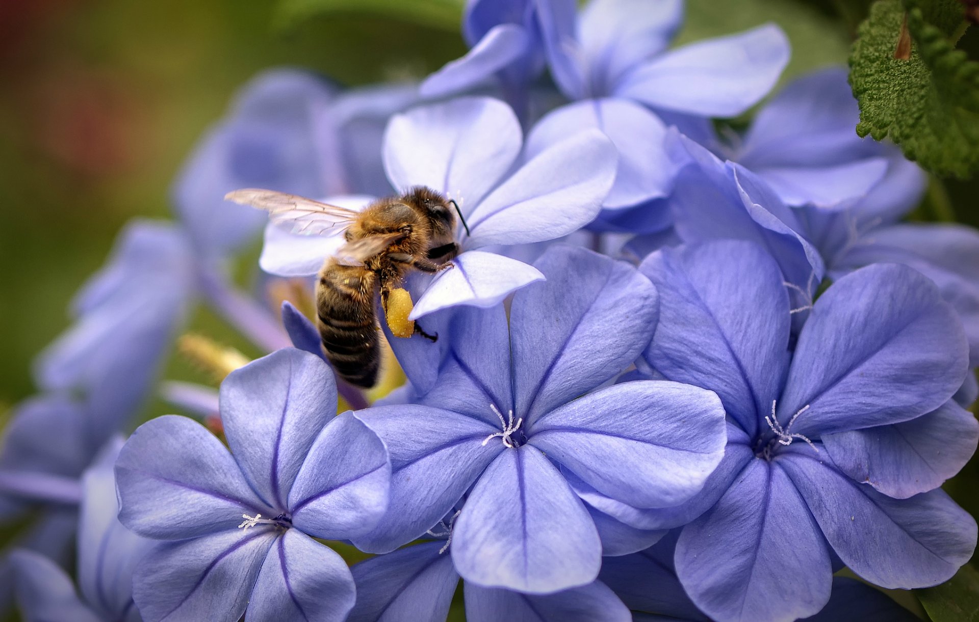 biene flieder blumen blütenblätter makro fokus