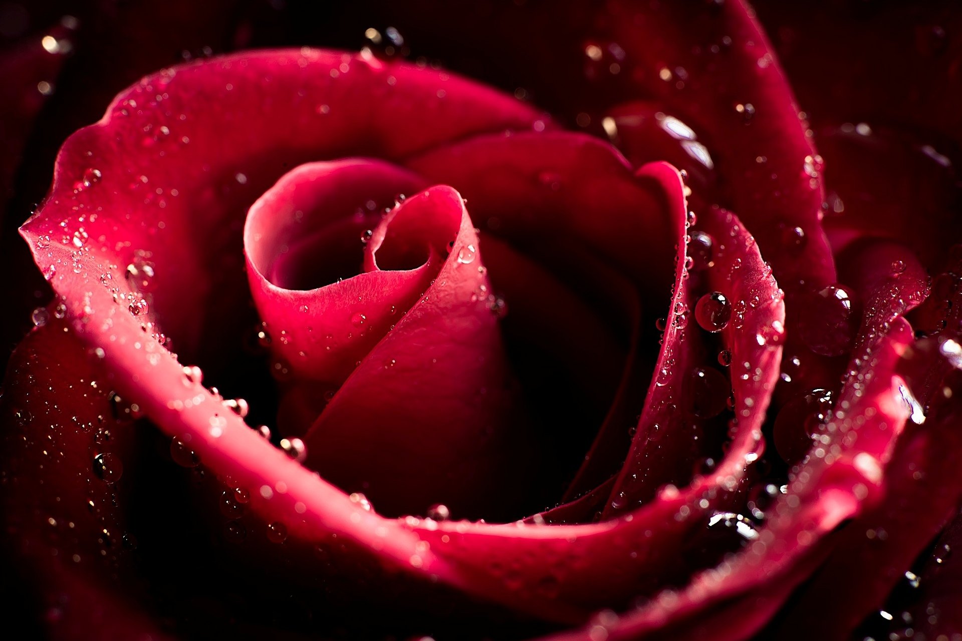 rose bud flower petals maroon drops close up