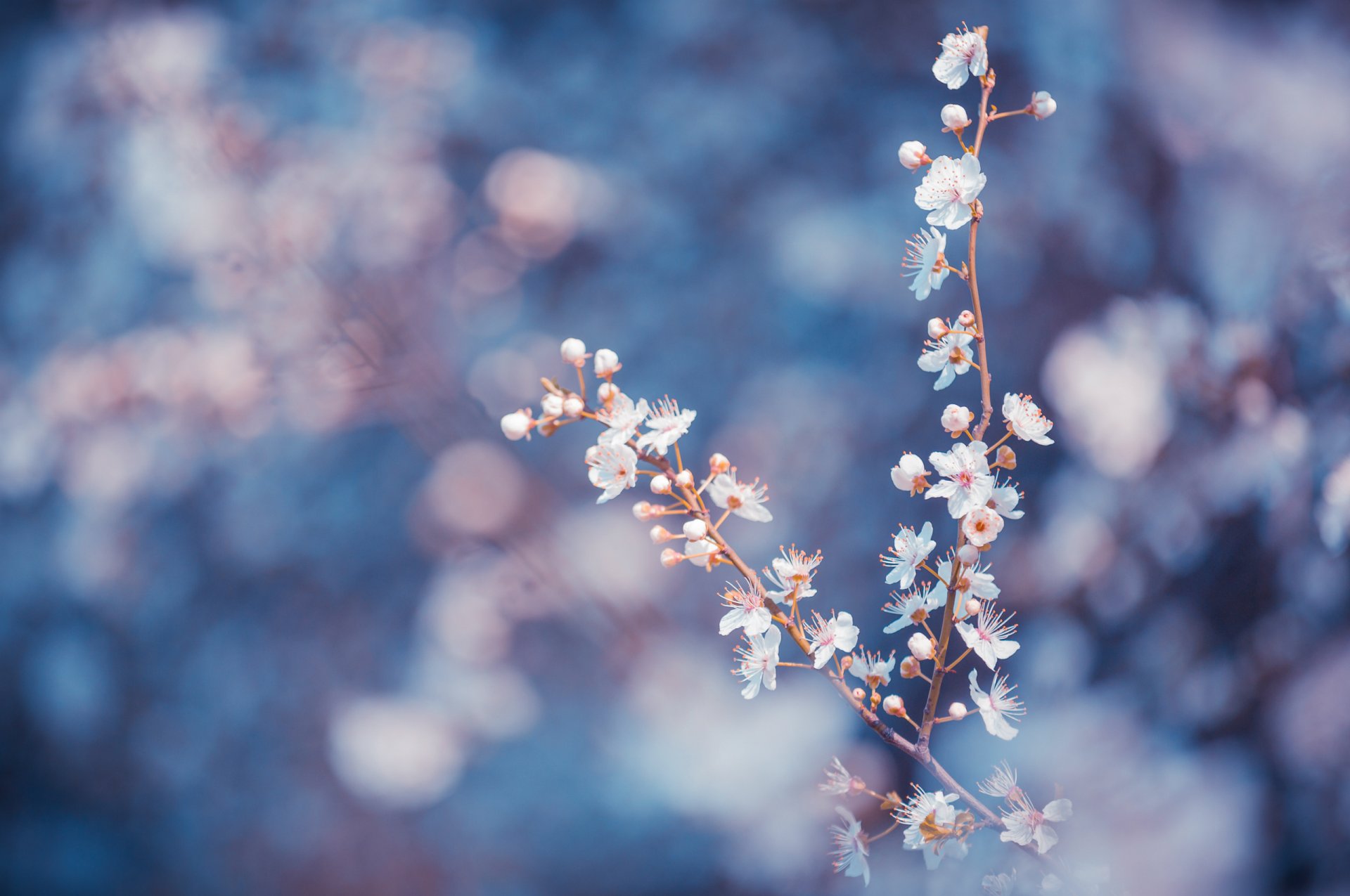 alberi rami fiori bianco petali macro sfocatura blu sfondo