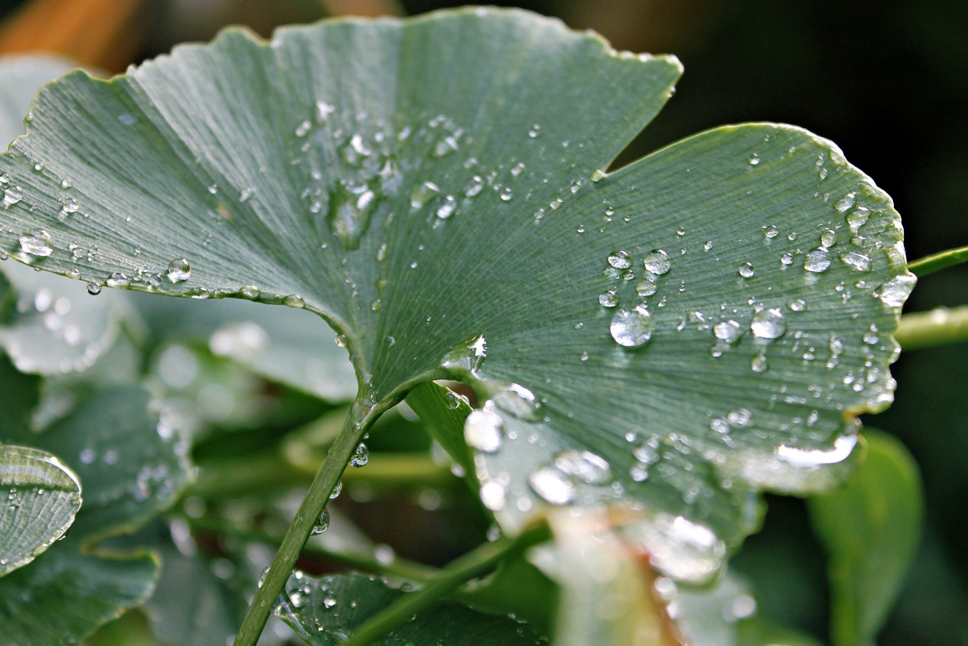 close up sheet drops rosa rain round