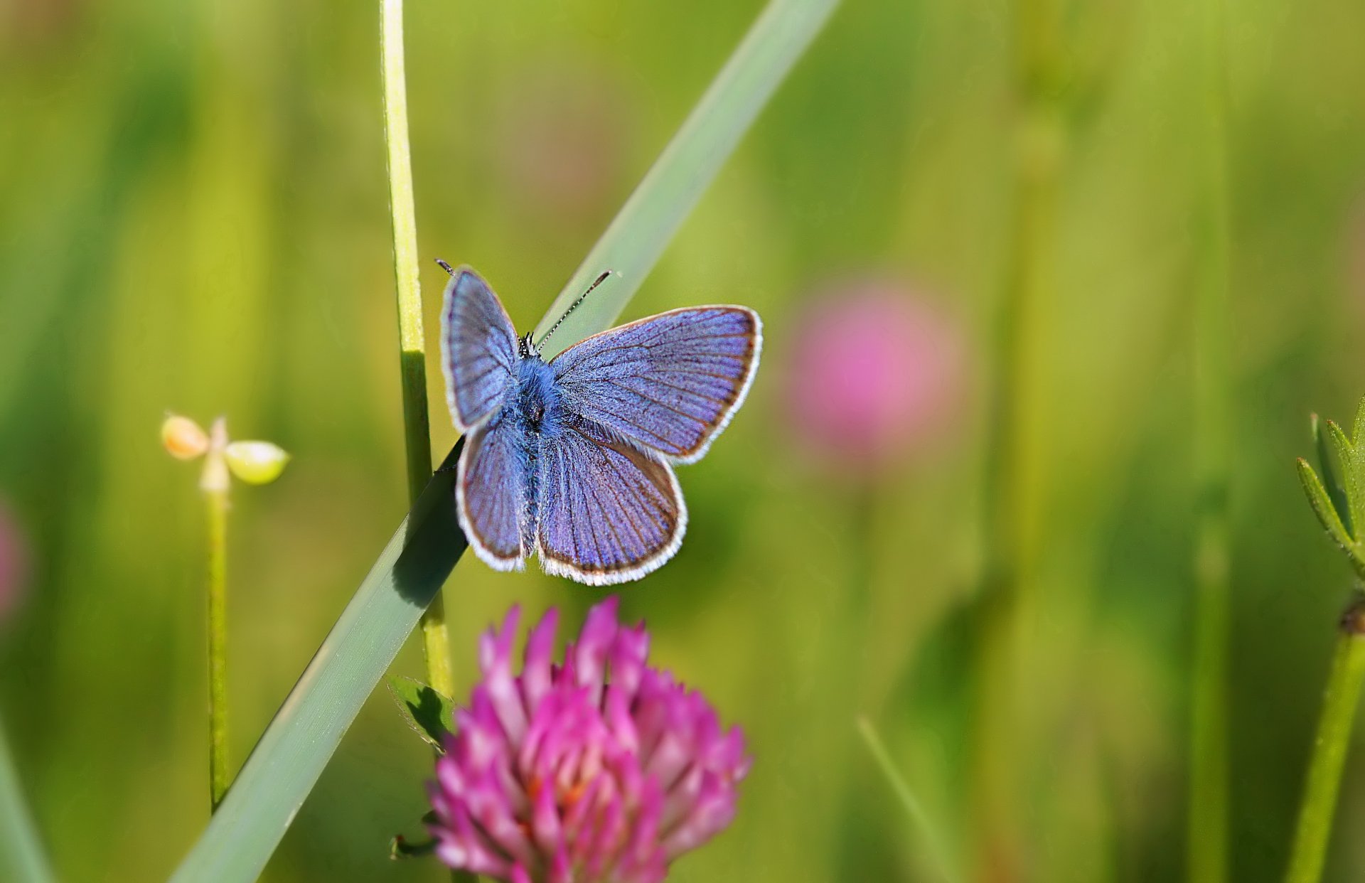 mariposa trébol hierba verano