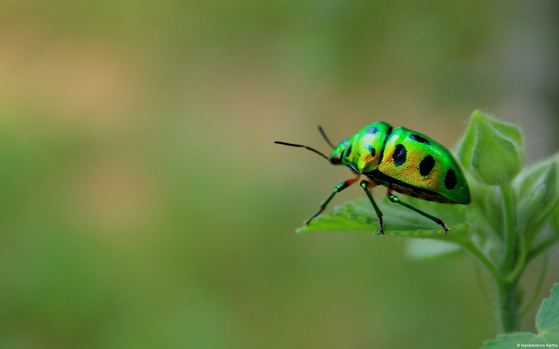 coléoptère vert coléoptère insecte gros plan