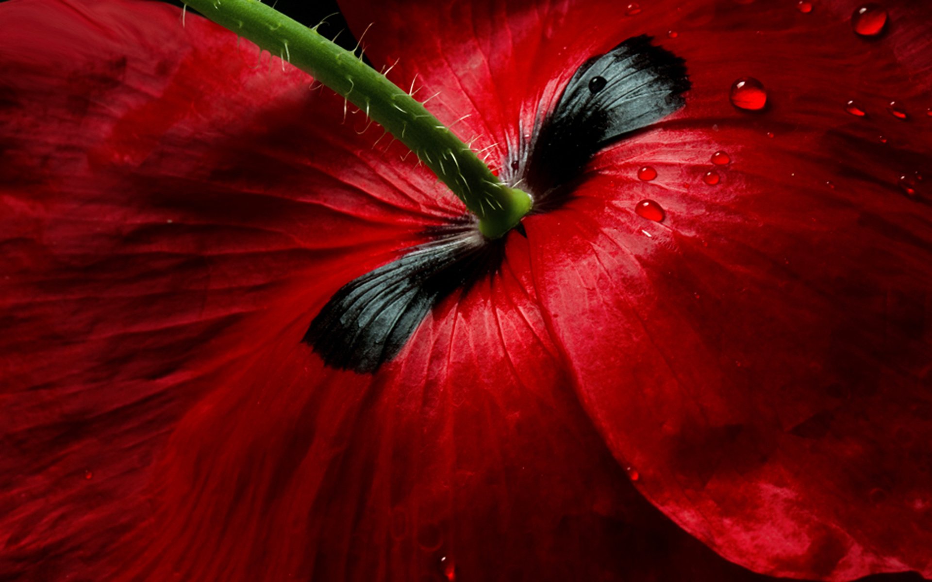 fiore macro papavero rosso gocce gambo petali