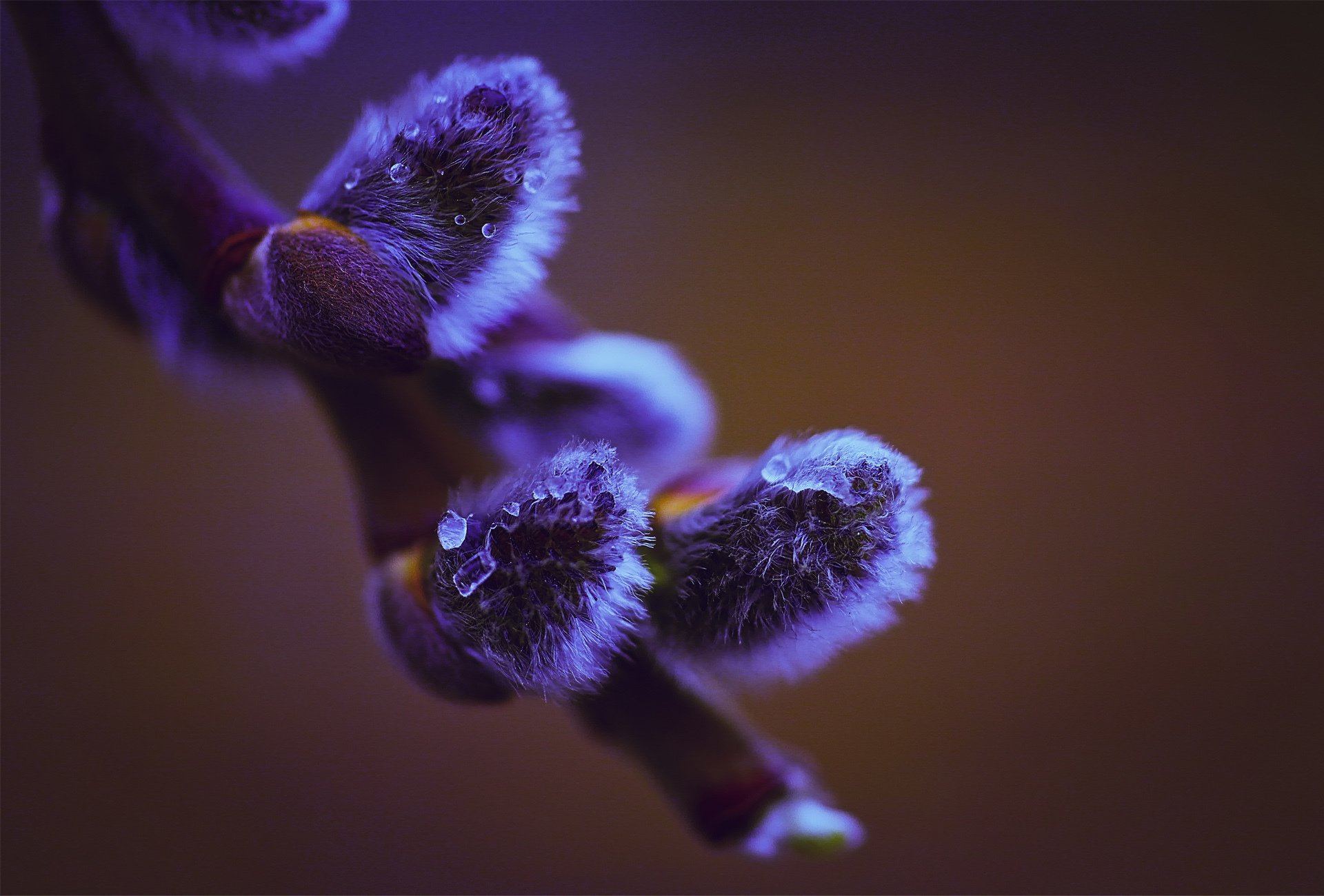 branch tree willow background fluffy drops flower