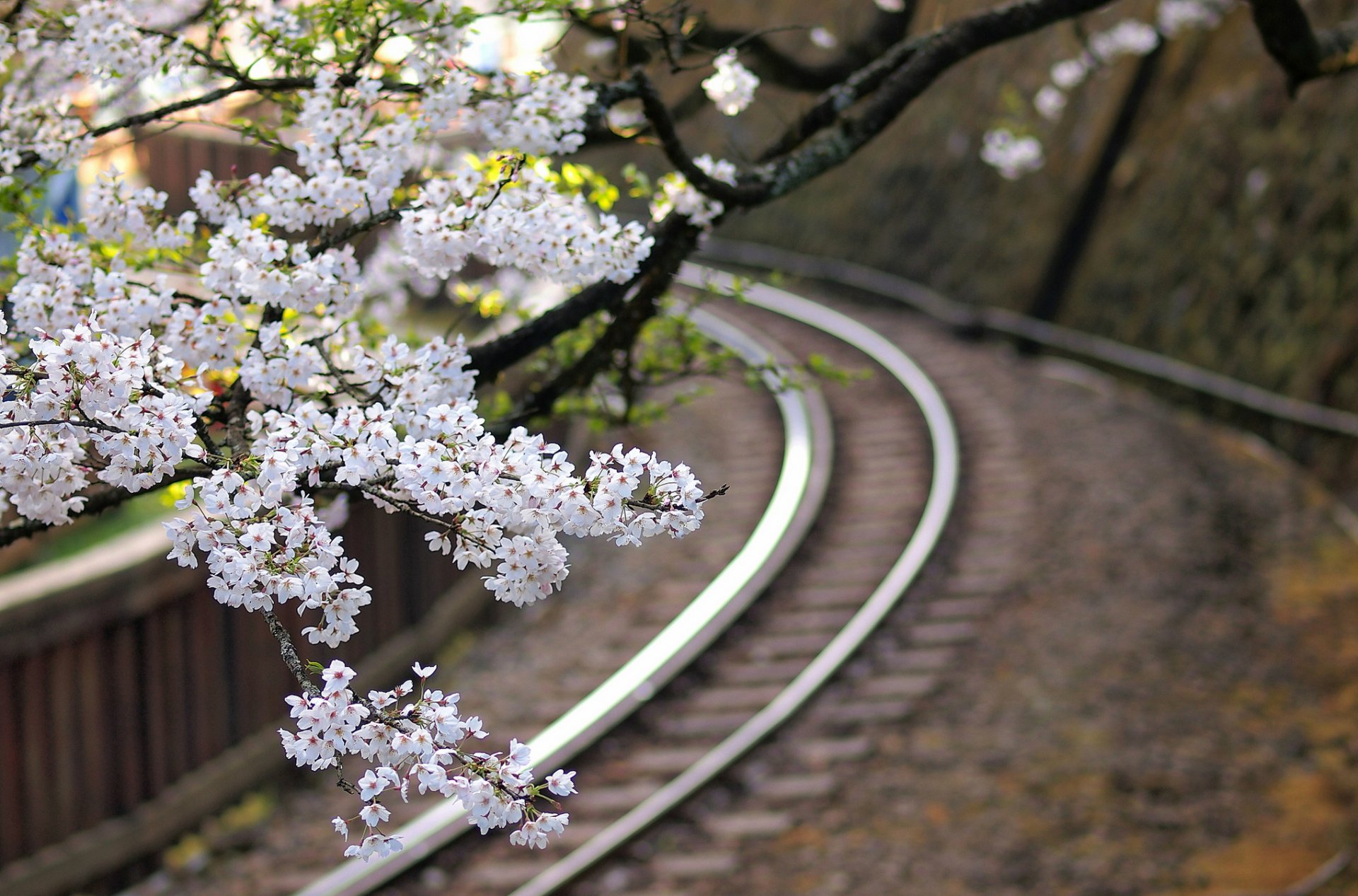 japan sakura blumen baum zweige eisenbahn makro unschärfe