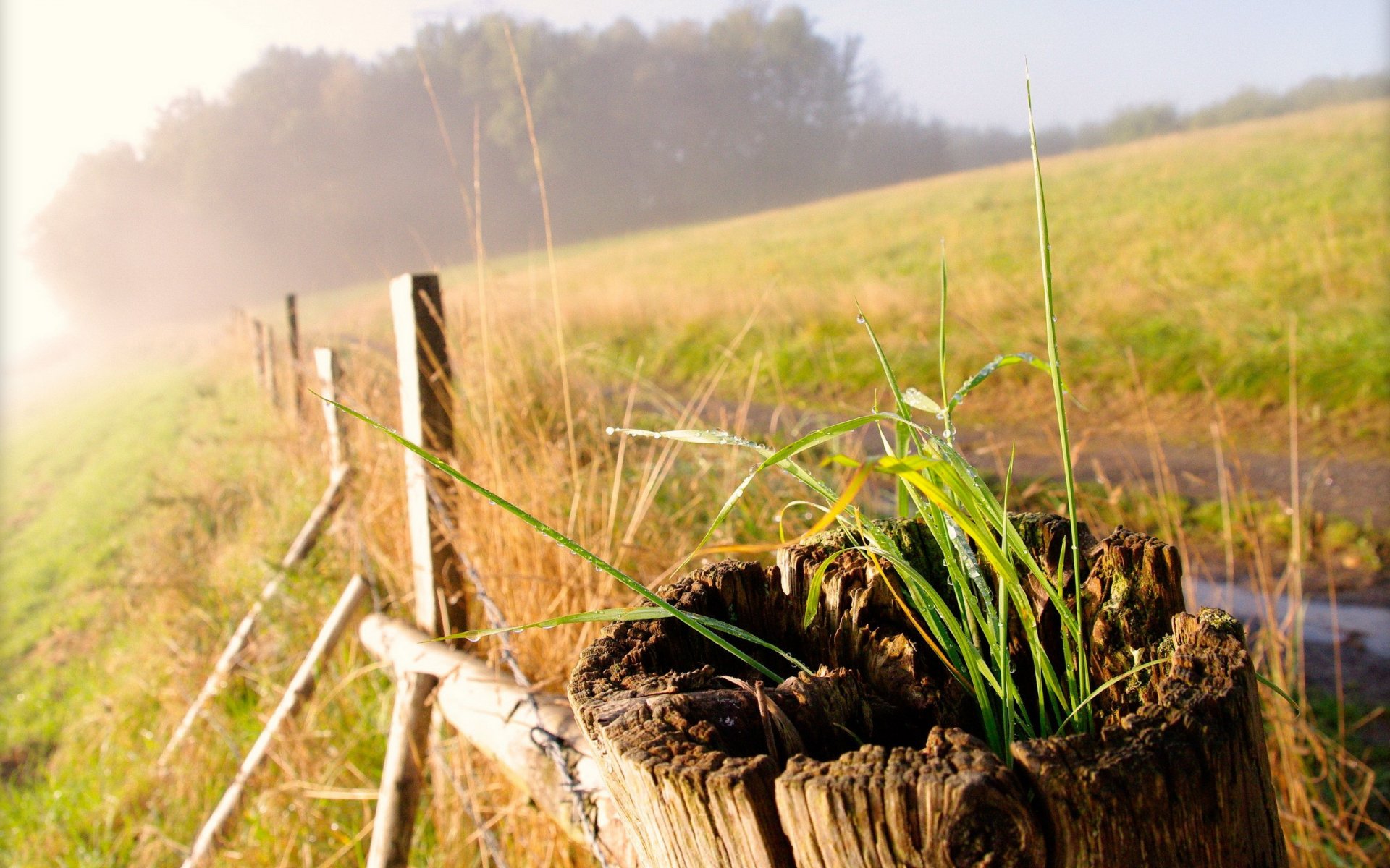 gras zaun makro