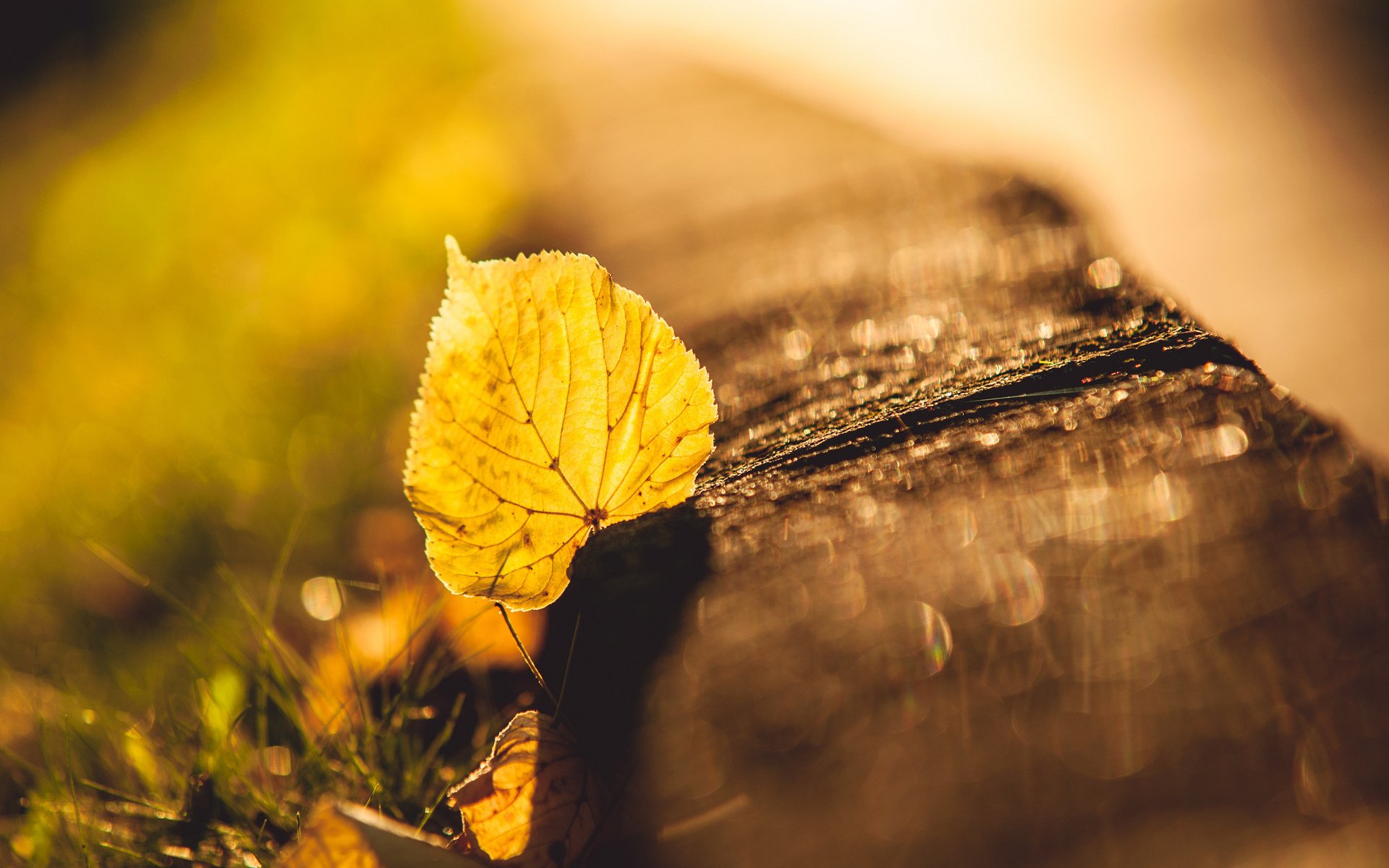 feuille éblouissement herbe gros plan flou automne