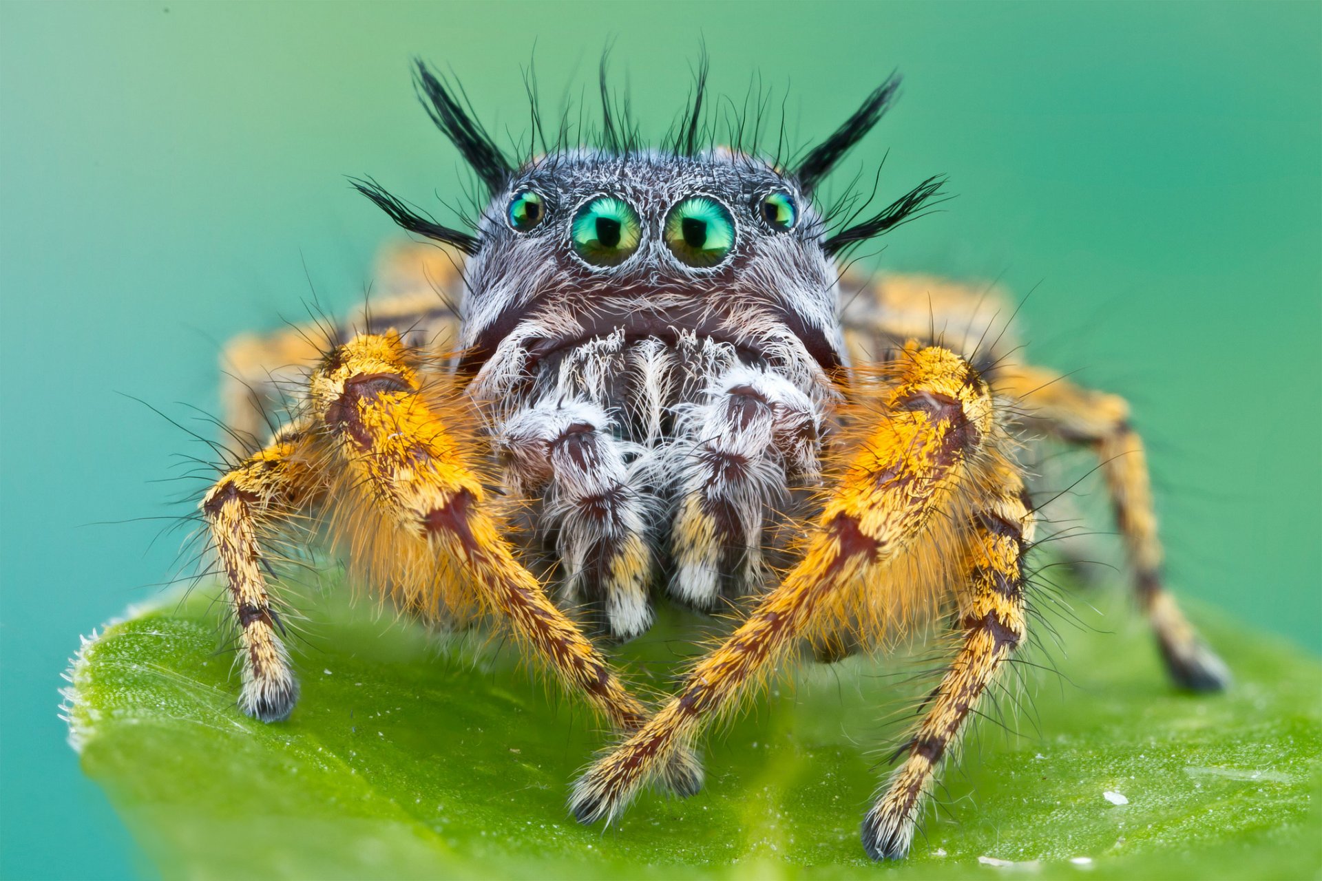 makro spinne zottelig japper