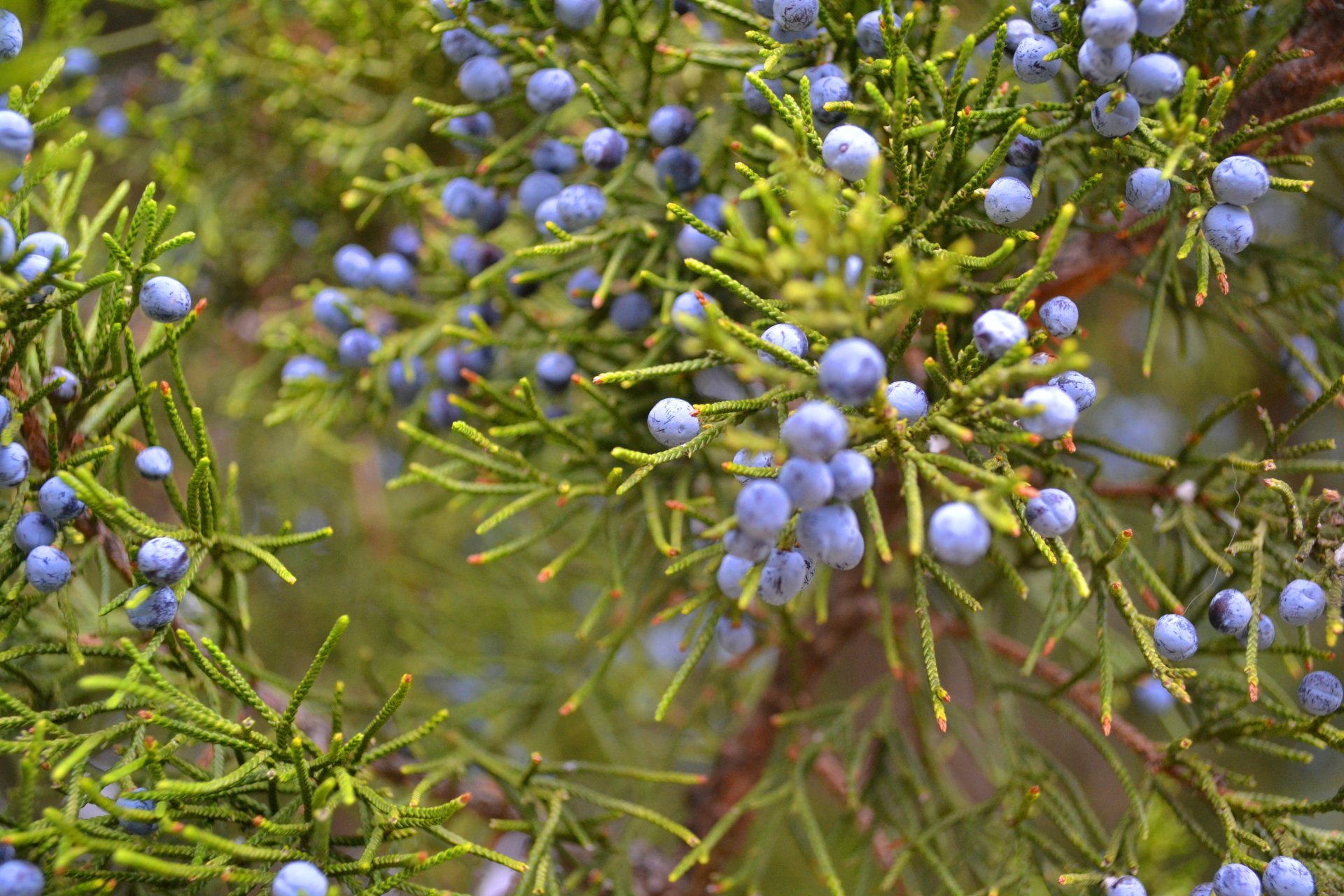 enebro bayas arbusto planta vegetación