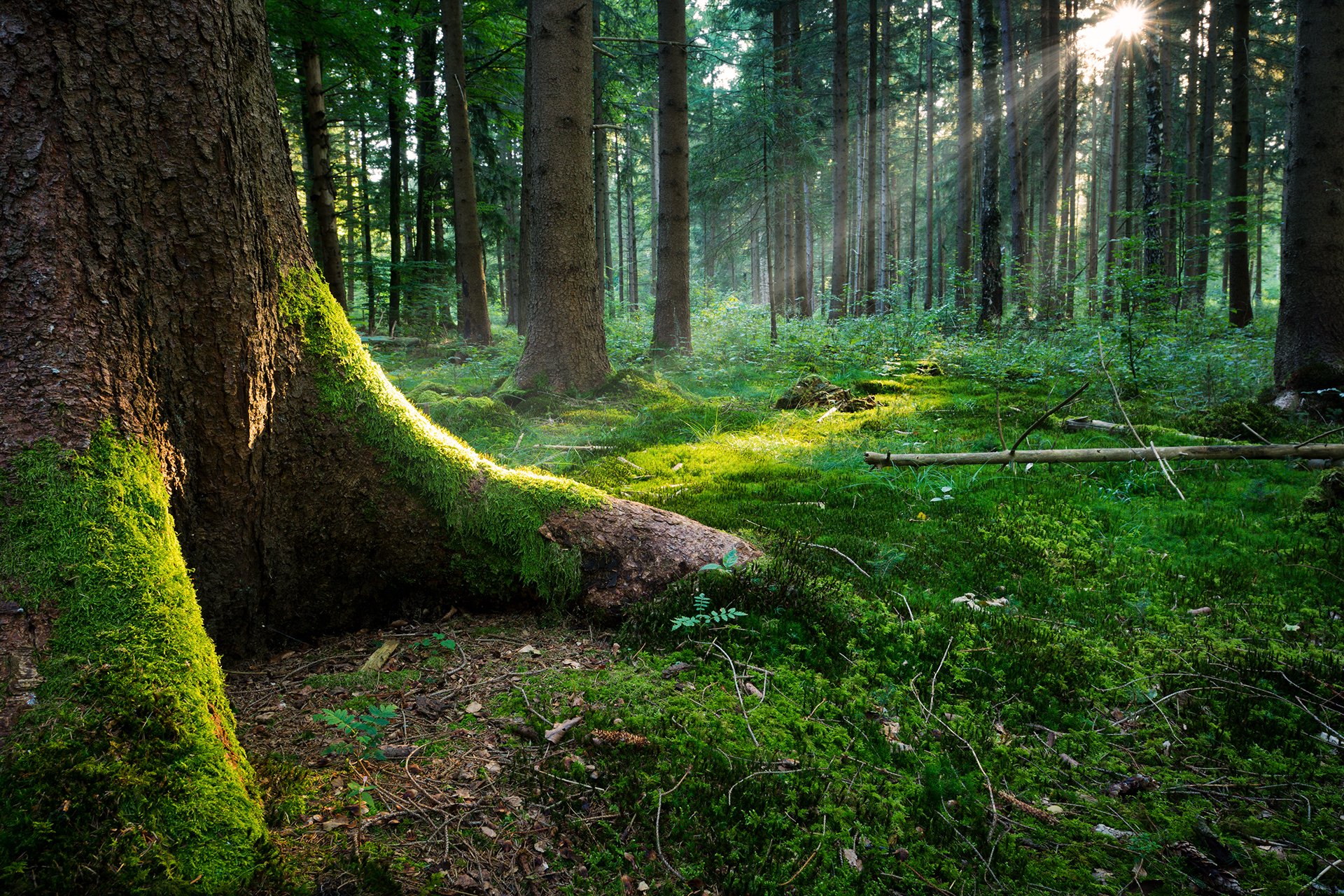 baum wald wurzeln sonne gras blätter moos licht sonnenstrahlen