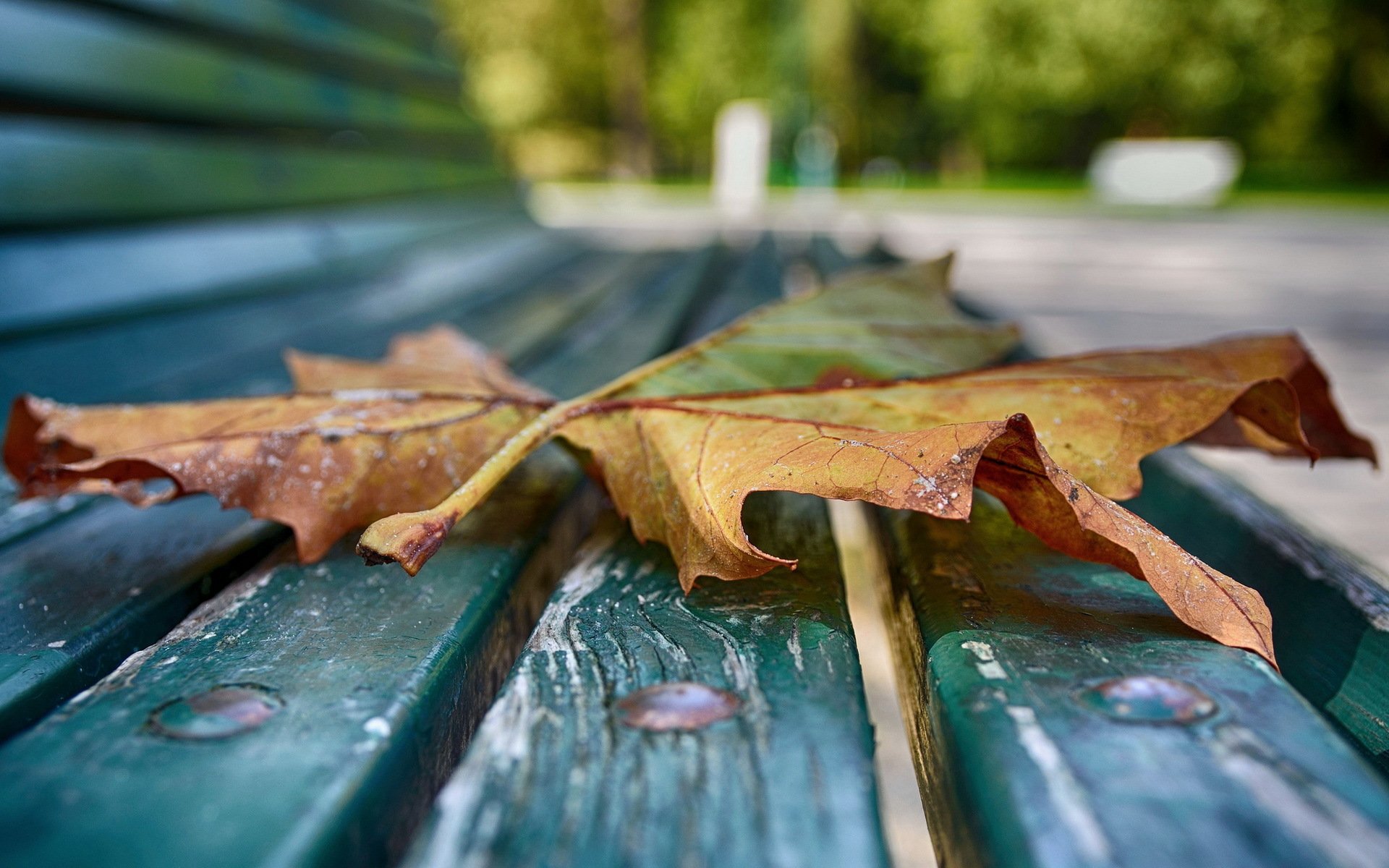 heet bench close up autumn