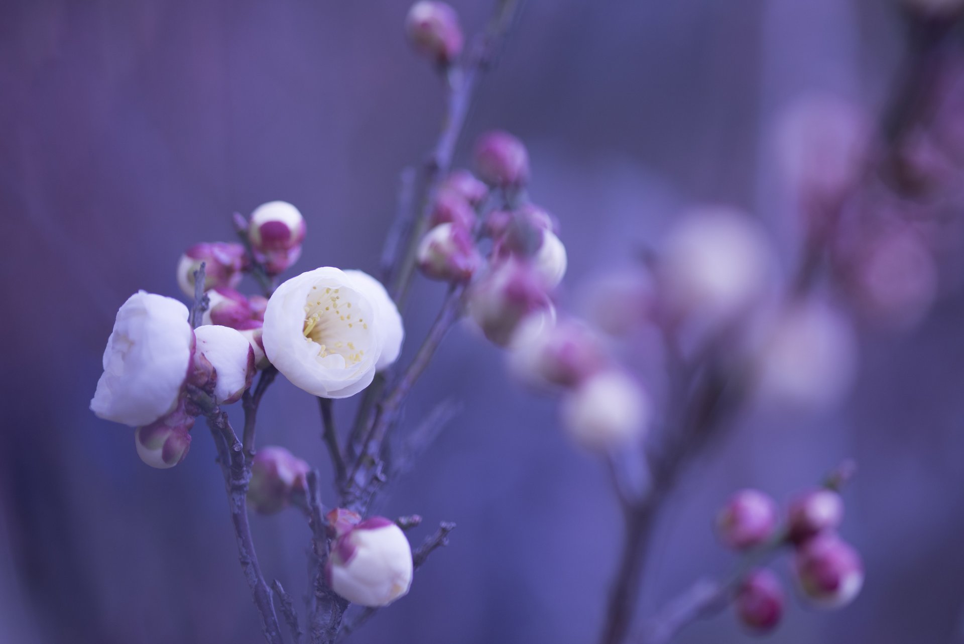 blanco rosa flores pétalos brotes ramitas macro desenfoque lila fondo