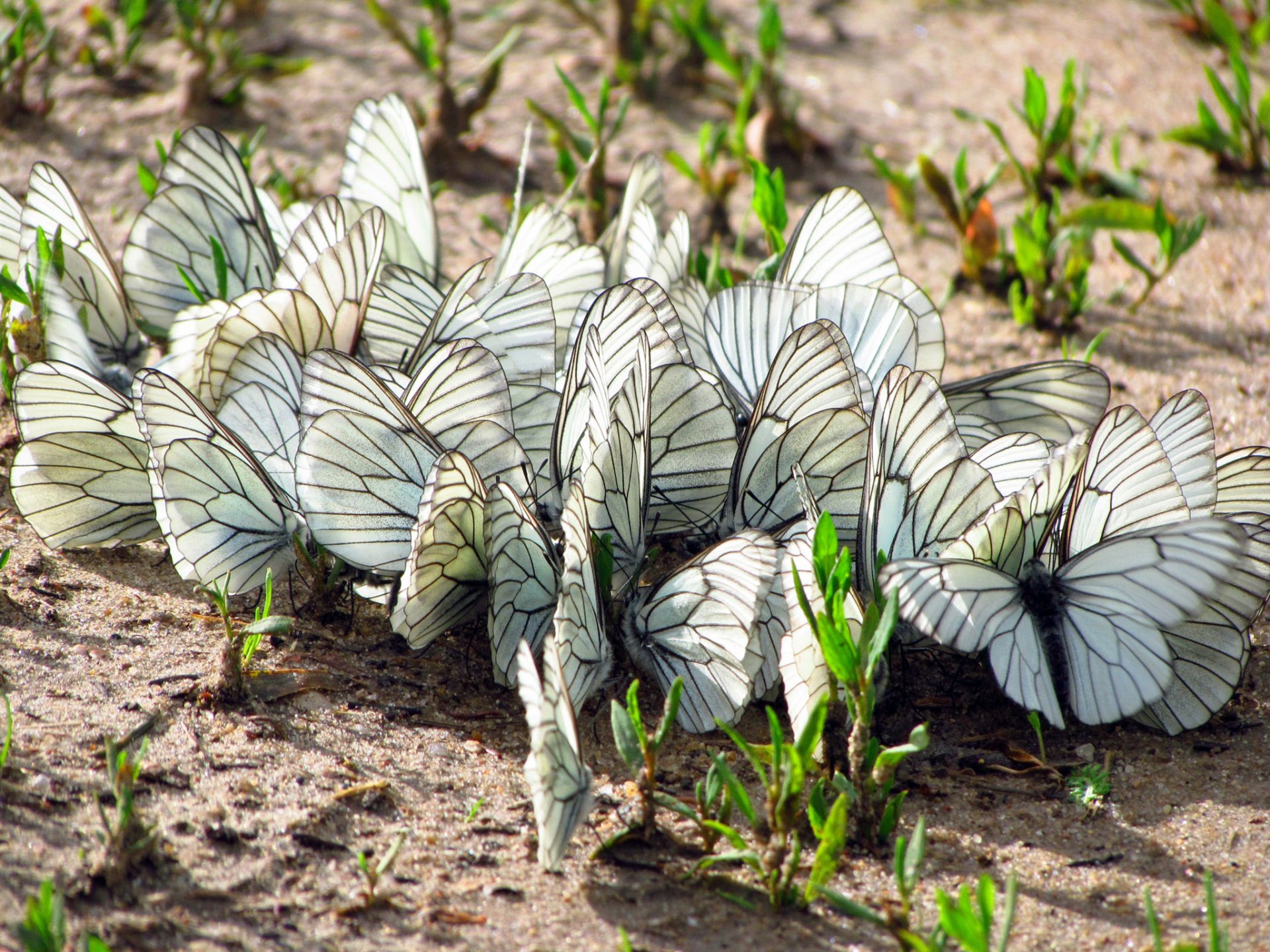 erde gras schmetterlinge motten flügel insekten