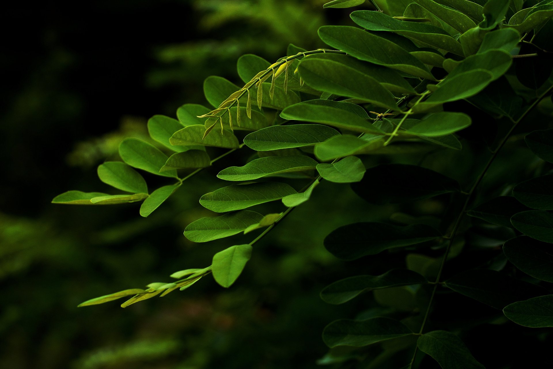 ramo foglie verde macro