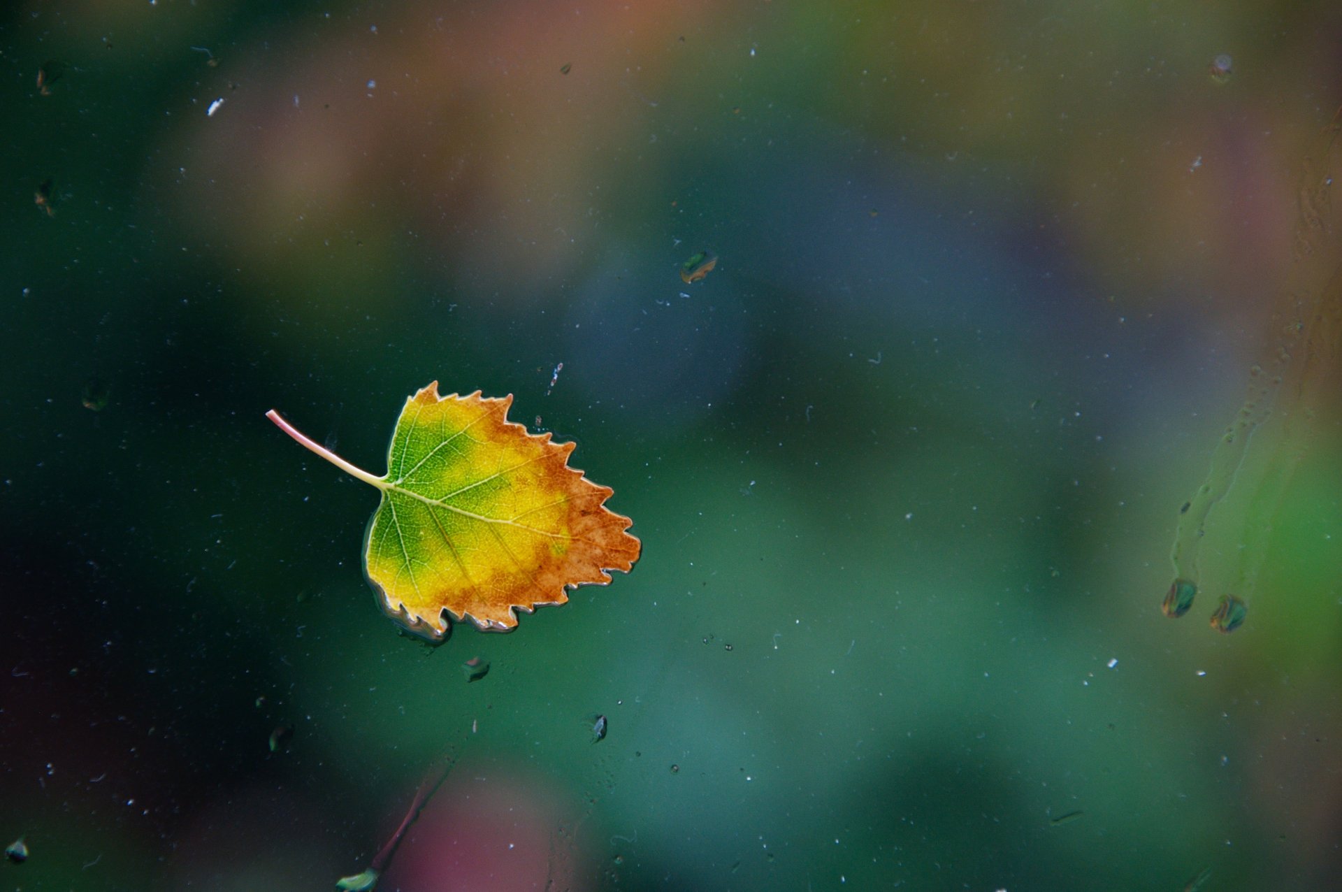 autunno foglia finestra di vetro pioggia gocce d acqua foglia di un piovoso singolo nikon d90