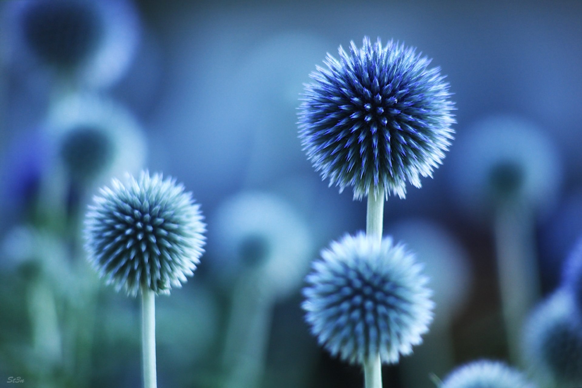 gros plan fleurs plantes. bleu couleur humeur