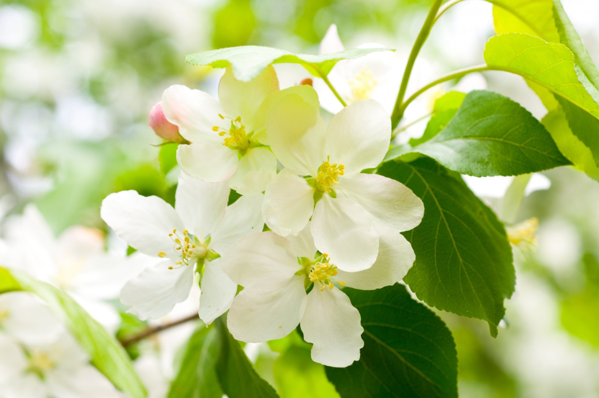 ciliegio fioritura primavera fiori bianco petali ramo albero foglie verde