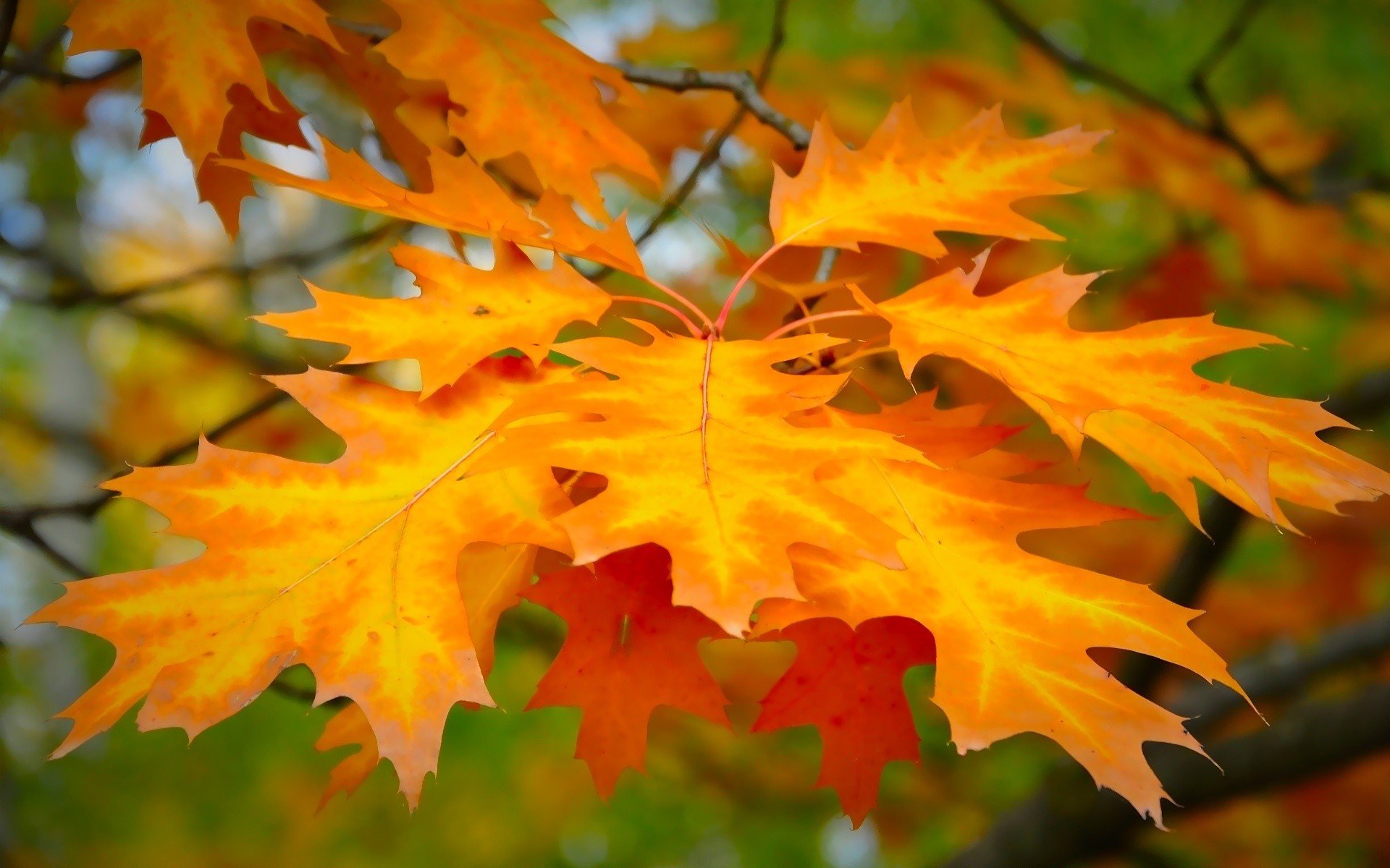 close up leaves yellow form background sun