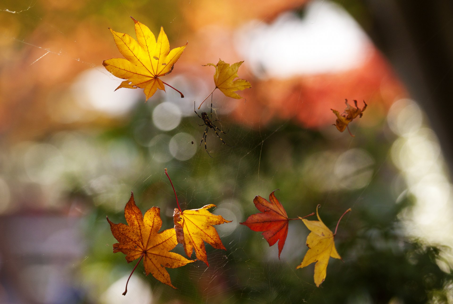 macro autunno ragnatela ragno fogliame bokeh