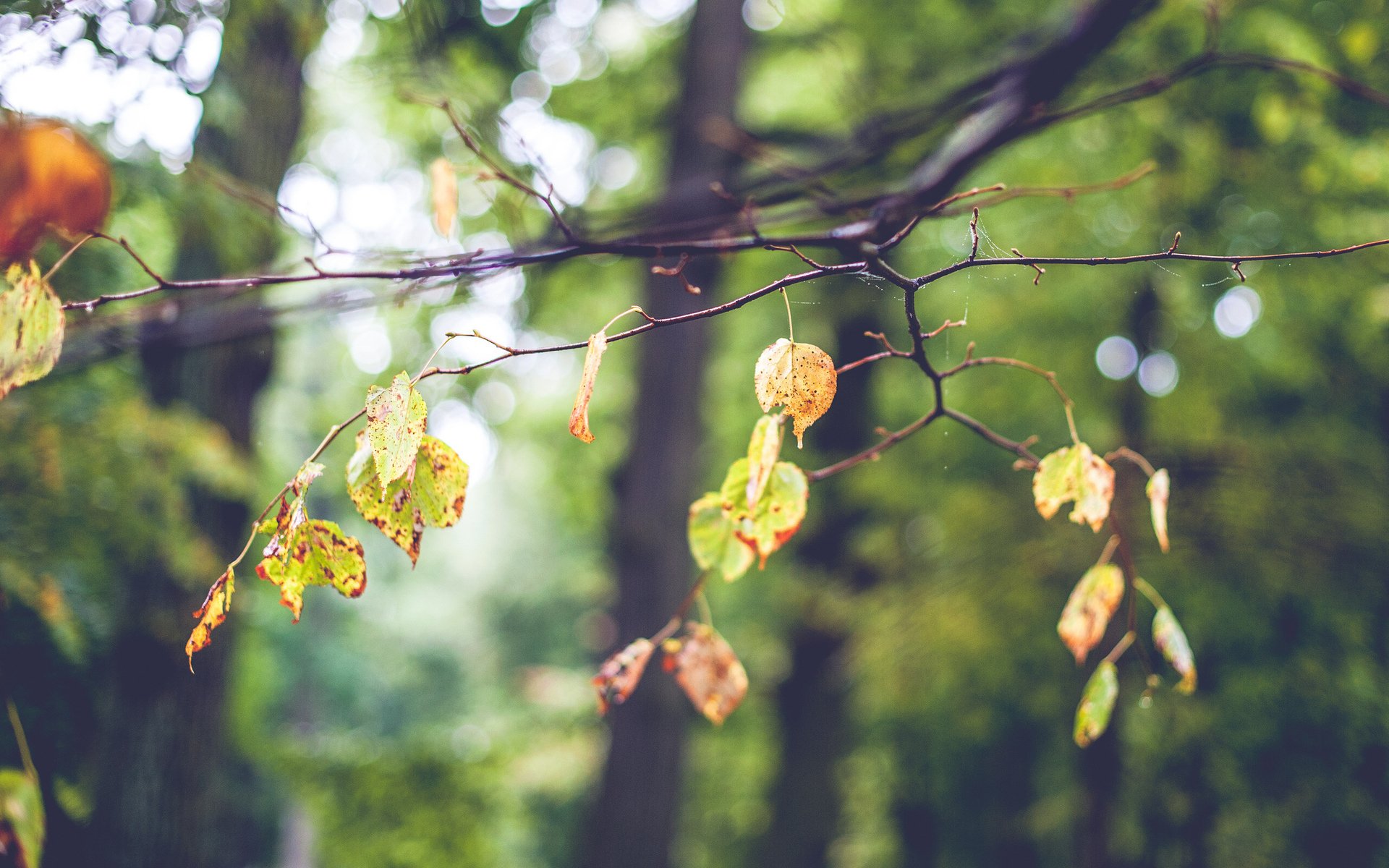 blätter zweig baum unschärfe bokeh stimmung herbst spinnennetz