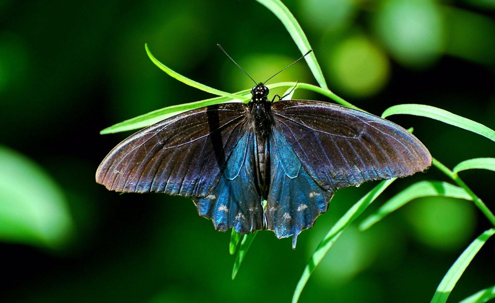 papillon insecte herbe