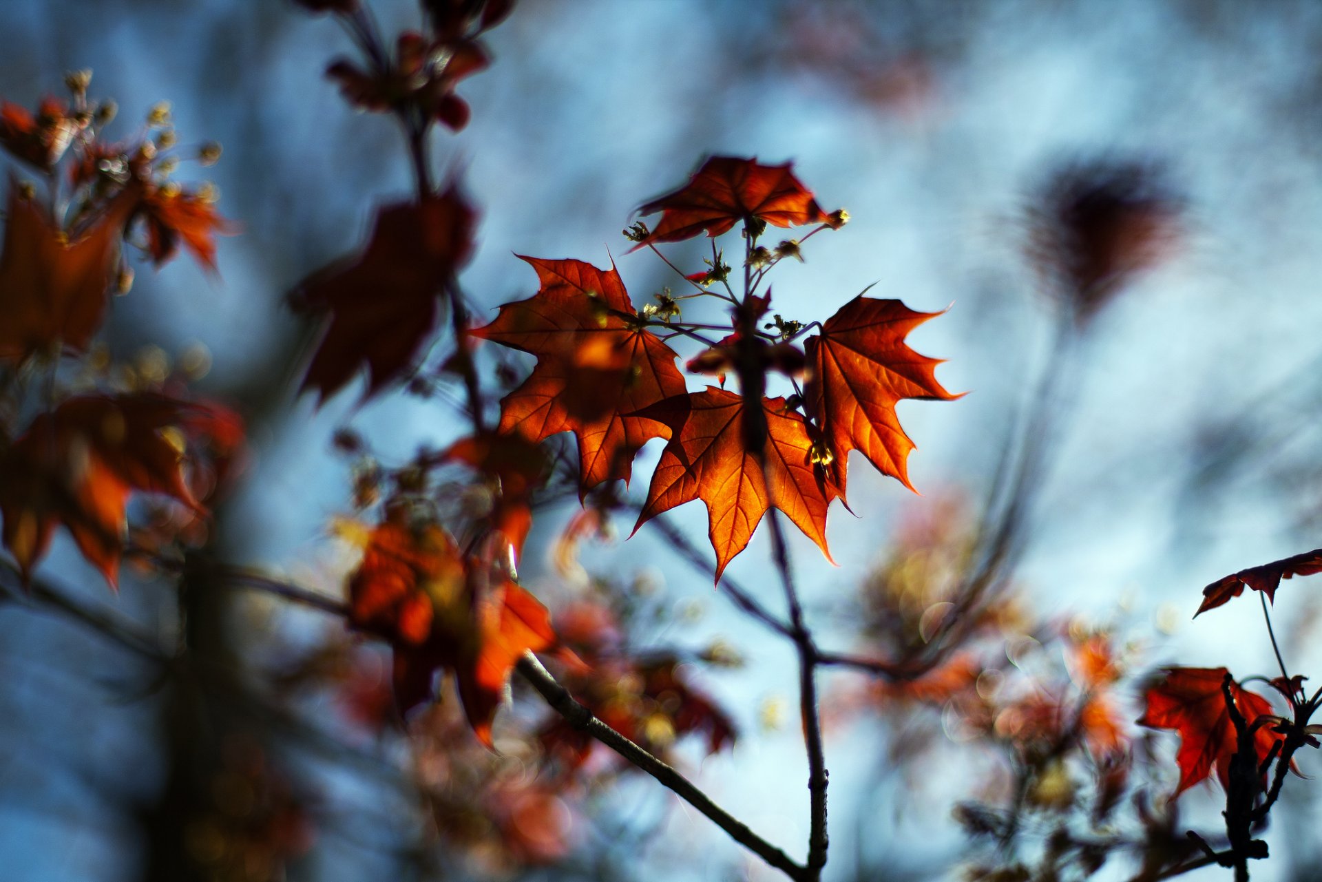 close up nature autumn leaves branch bokeh blur