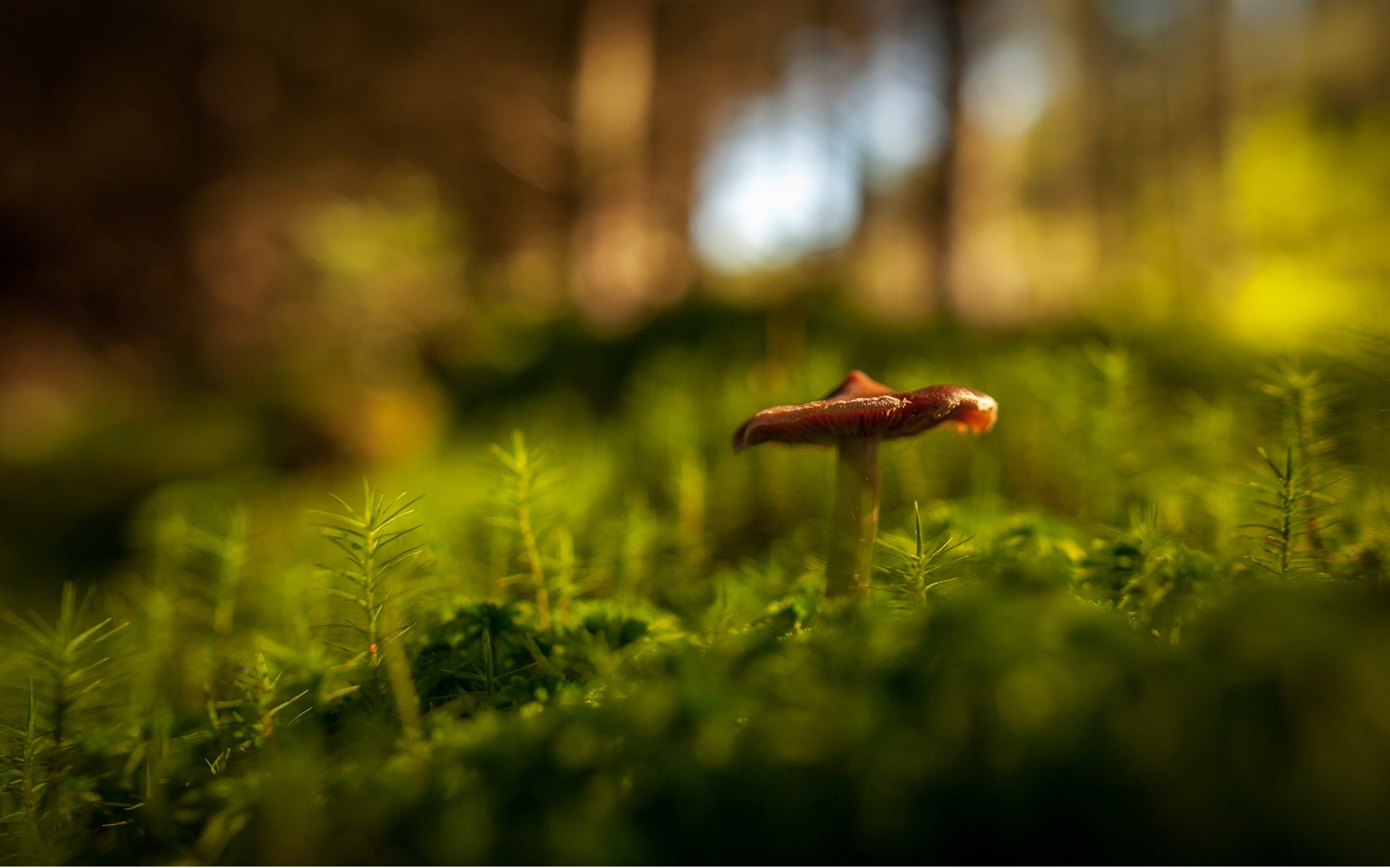 macro bosque hongo hierba vegetación bokeh