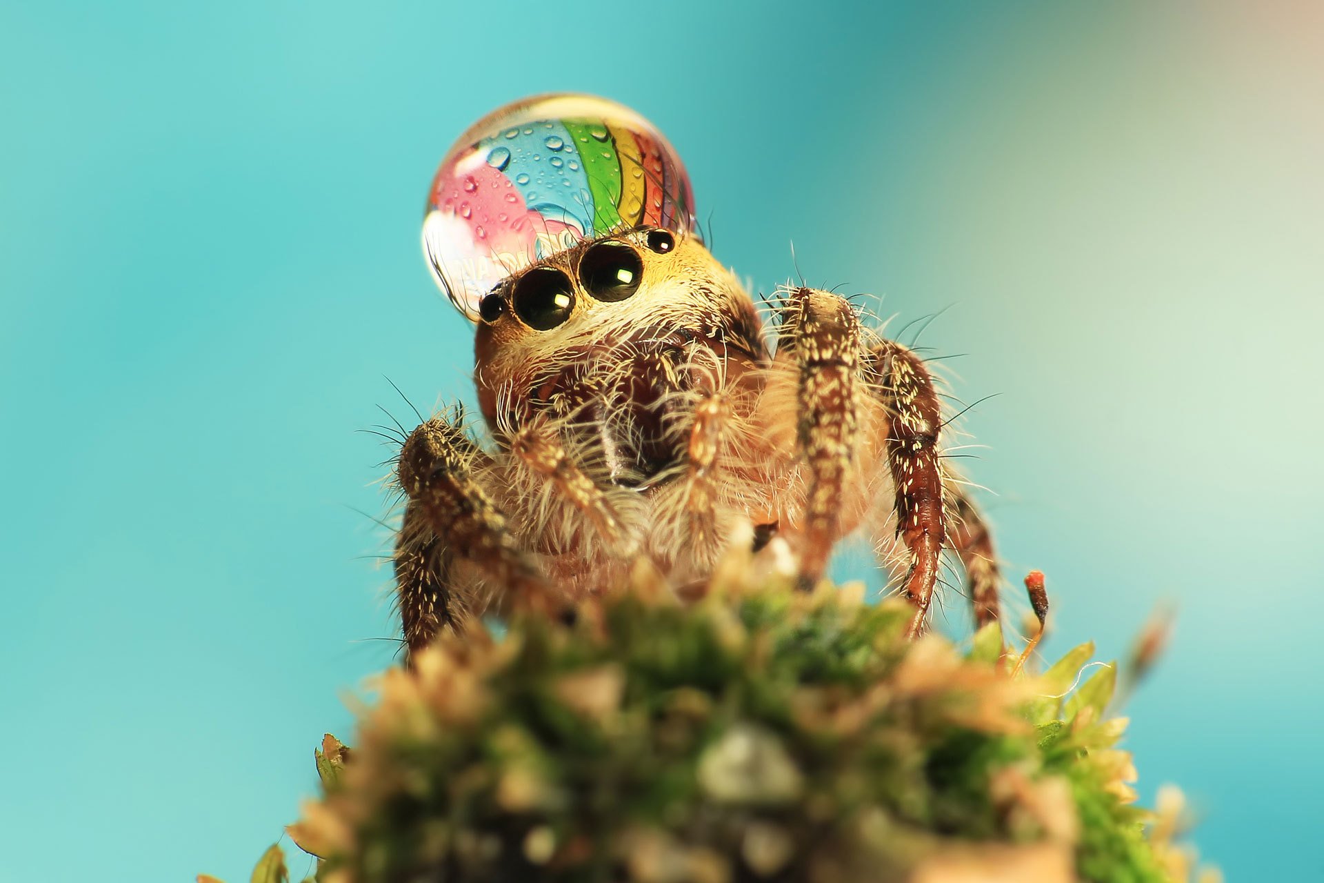 gros plan araignée goutte fond