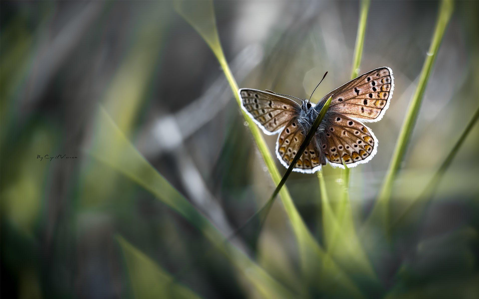 macro farfalla sfocatura ali filo d erba erba sole