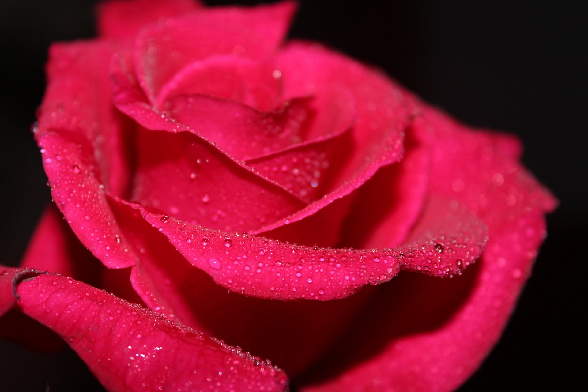 close up macro flower rose red water drops rosa petals black background