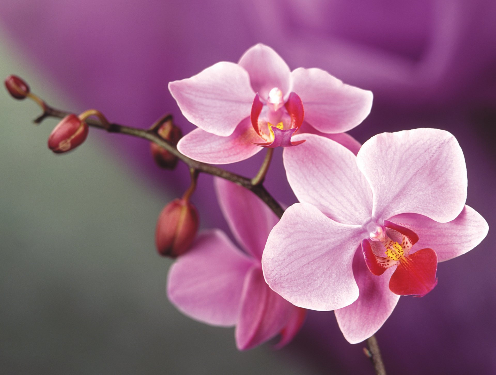 orchidee blume rosa