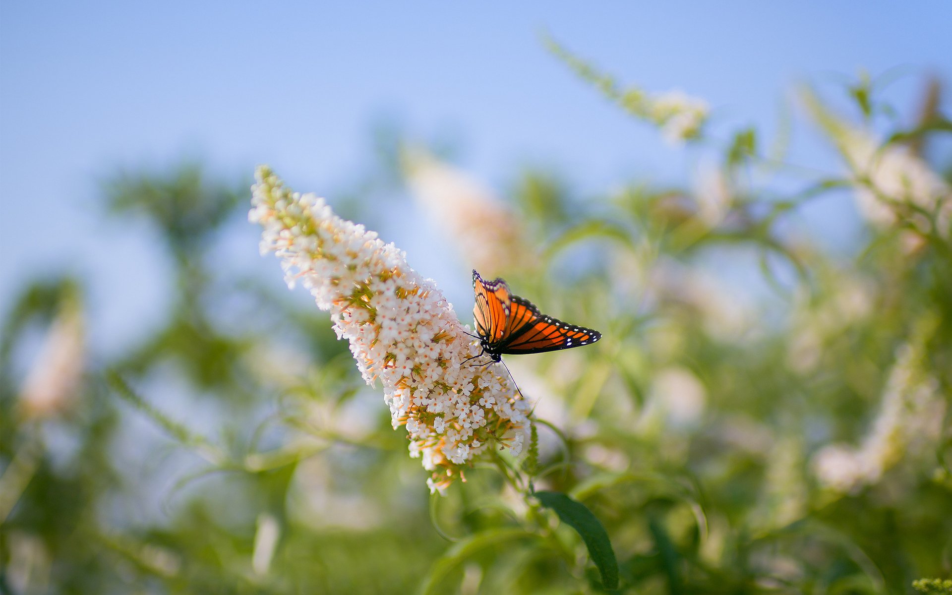 schmetterling blume makro pflanze unschärfe