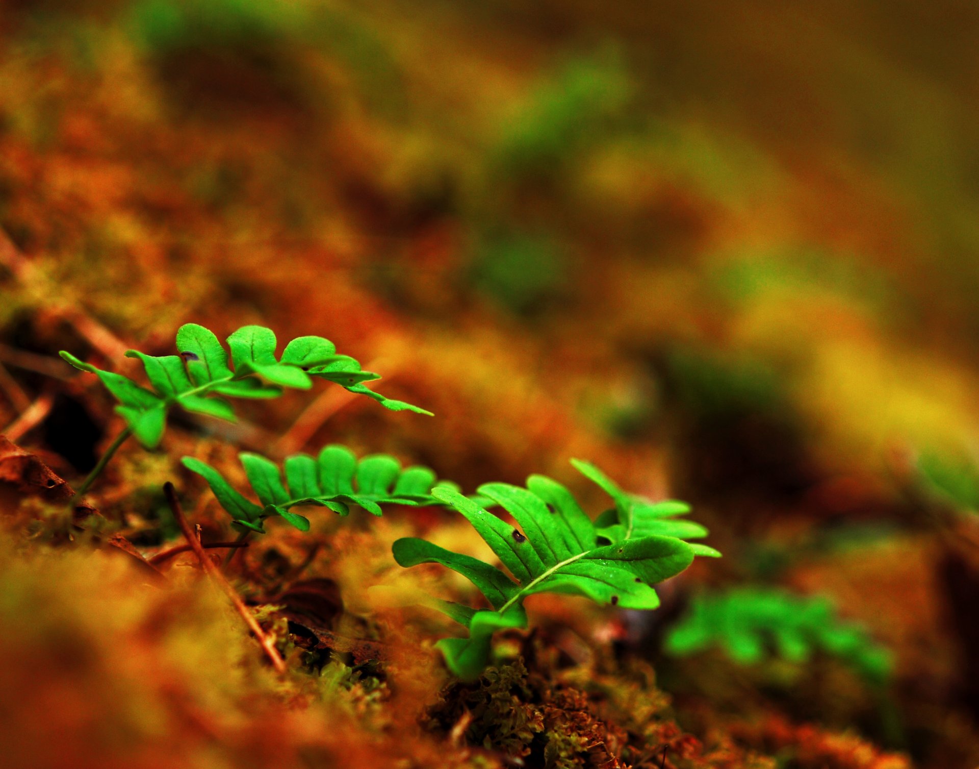 foglie germogli felce macro germogli terra