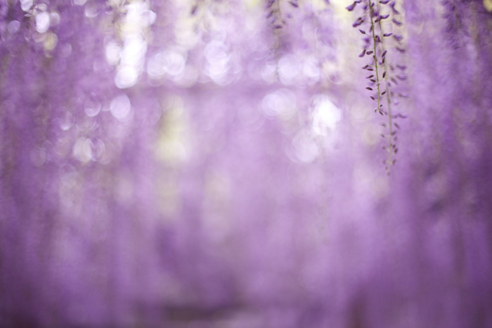 glycine branches lilas fleurs macro flou éblouissement