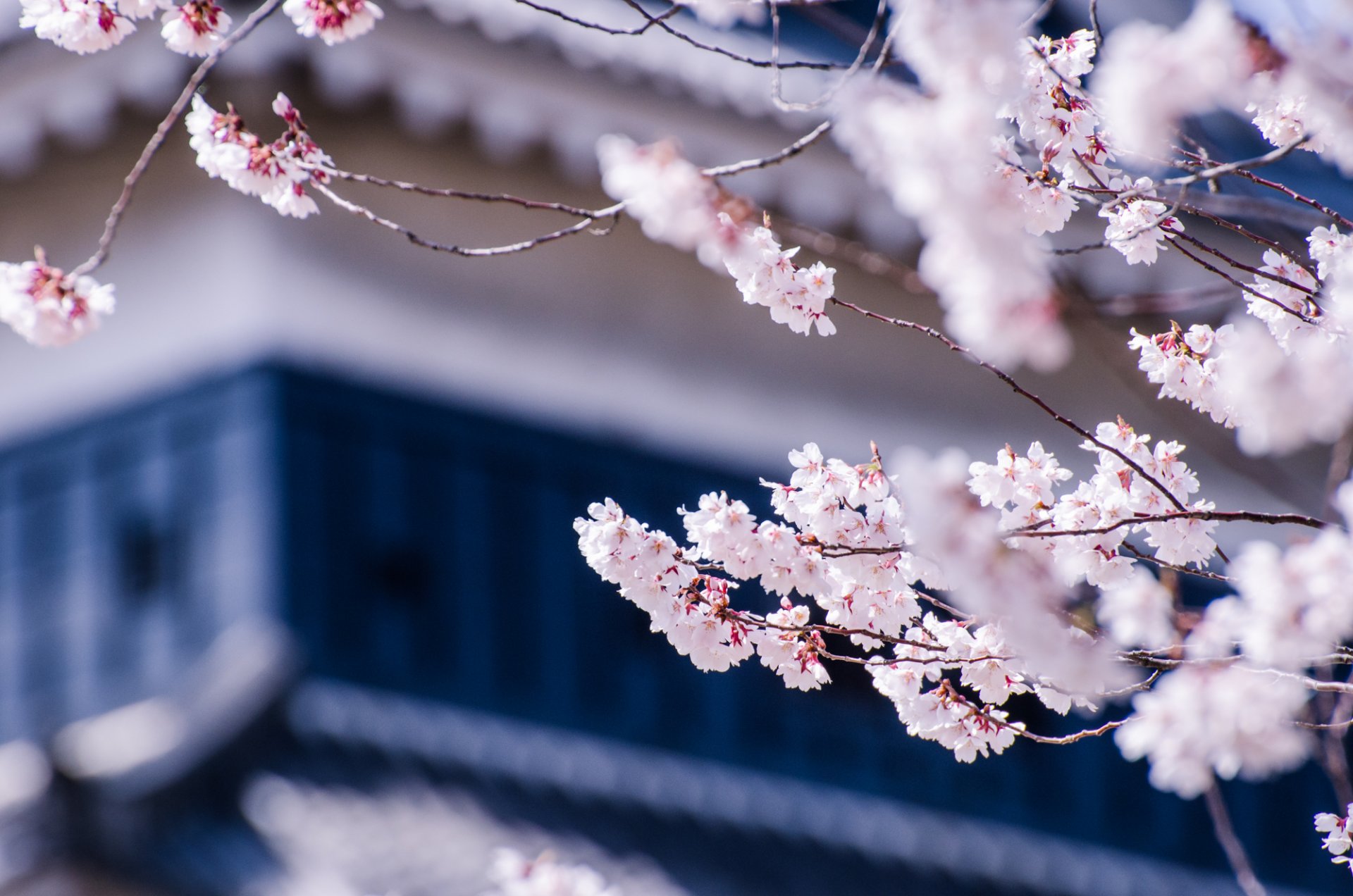 japonia matsumoto prefektura nagano drzewo wiśnia sakura gałęzie kwiaty kwitnienie makro rozmycie