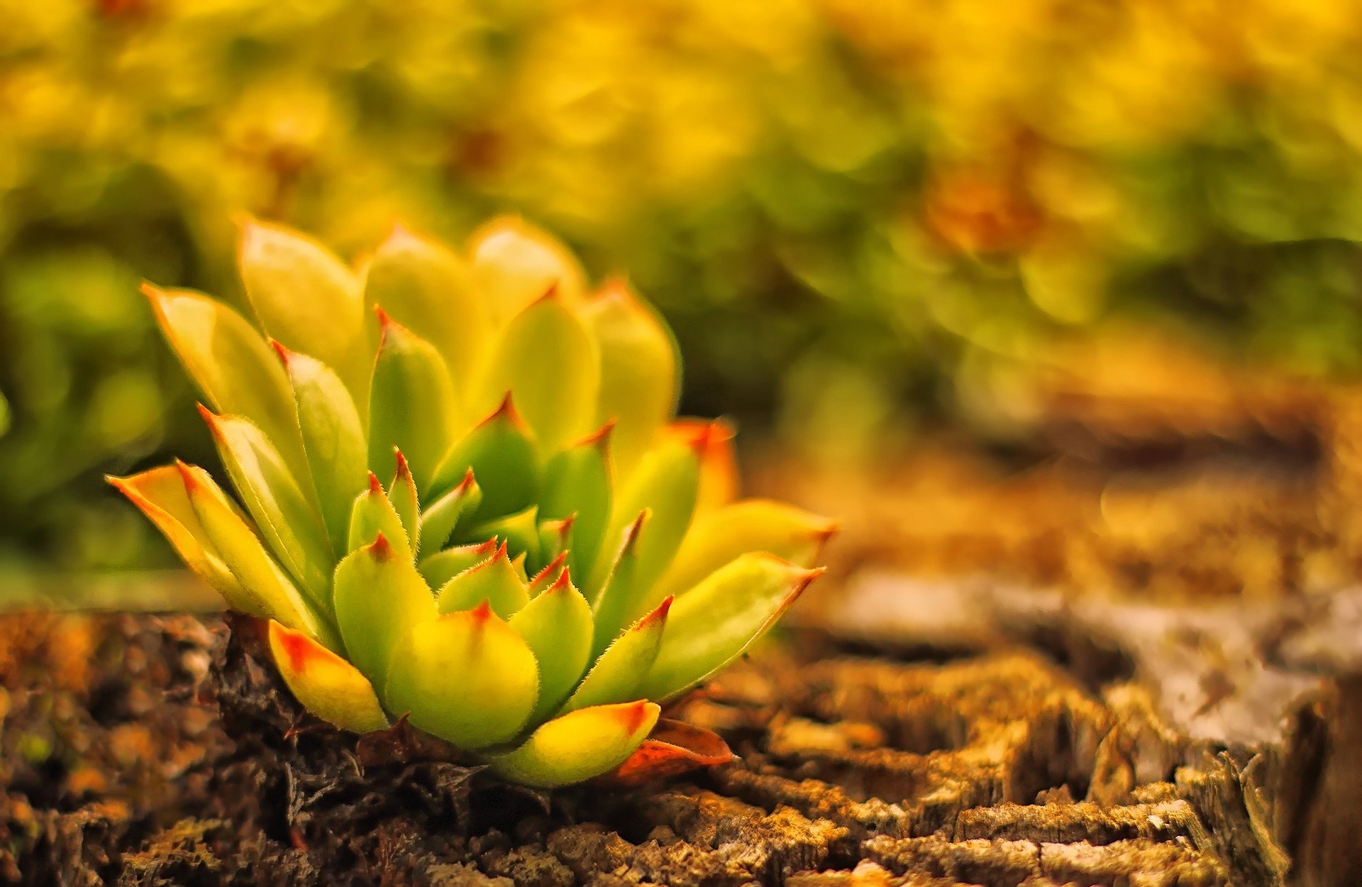 land plant blur cactus young stone rose zhivuchka