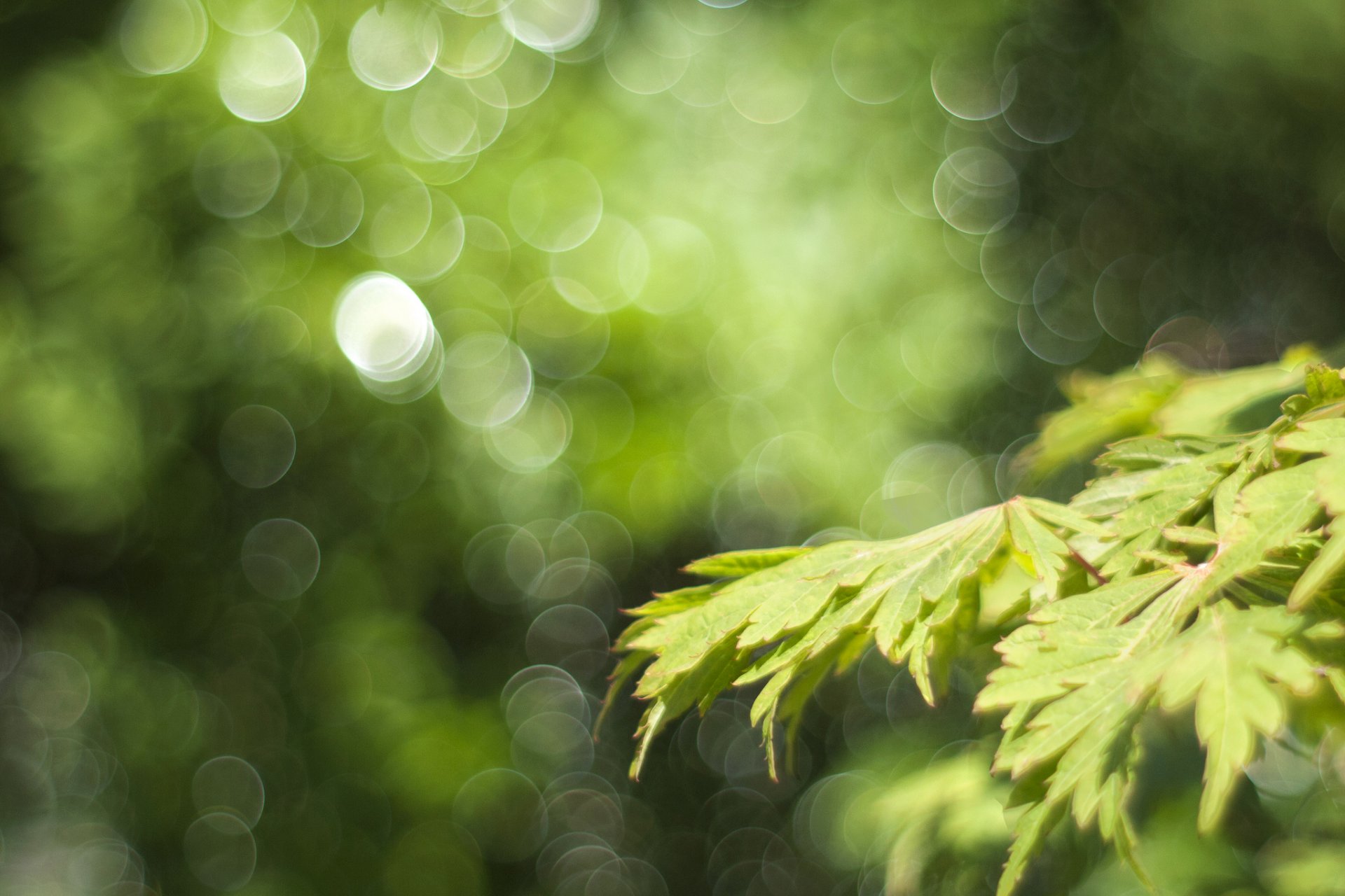 close up branch foliage spring reflections bokeh green