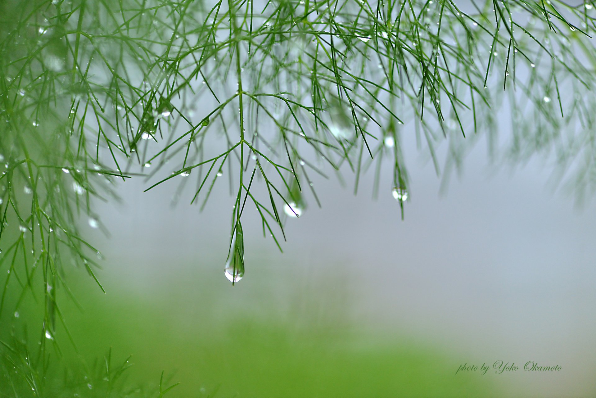 yoko okamoto planta ramas verde asparagus gotas de agua niebla húmedo