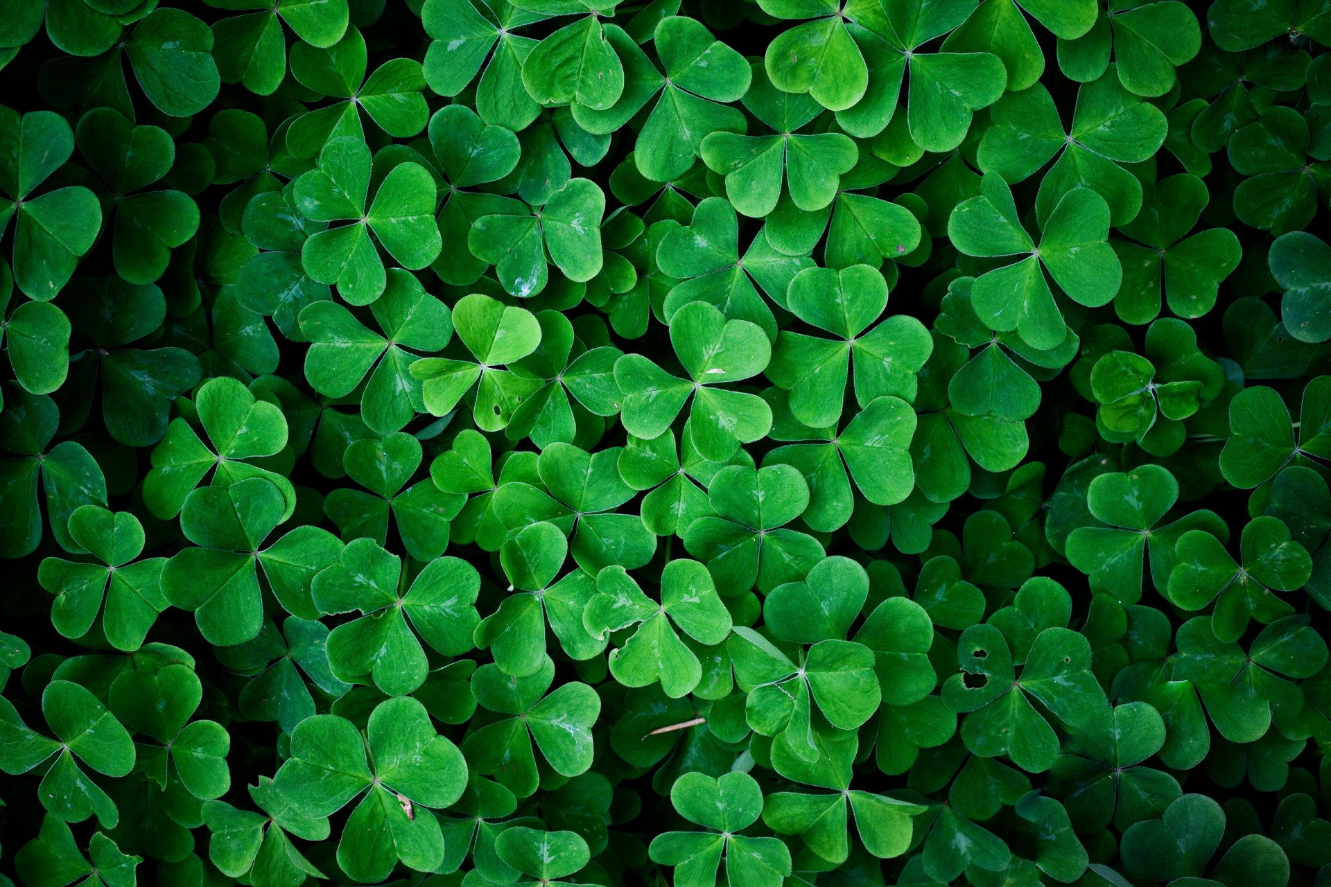 acide trèfle herbe feuilles gros plan