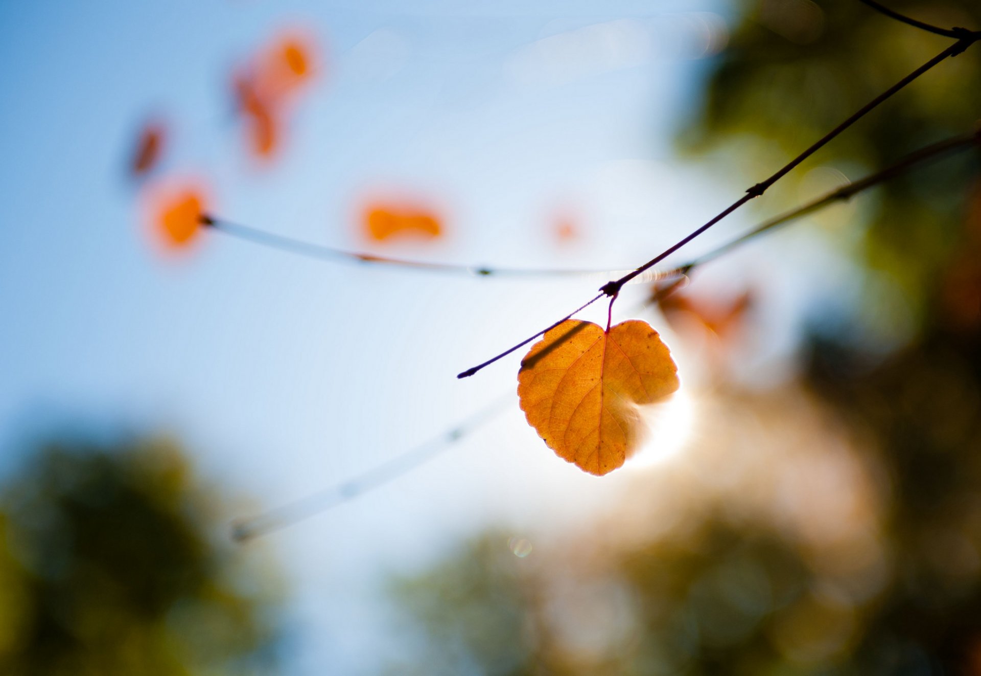 close up branches light reflections sheet autumn