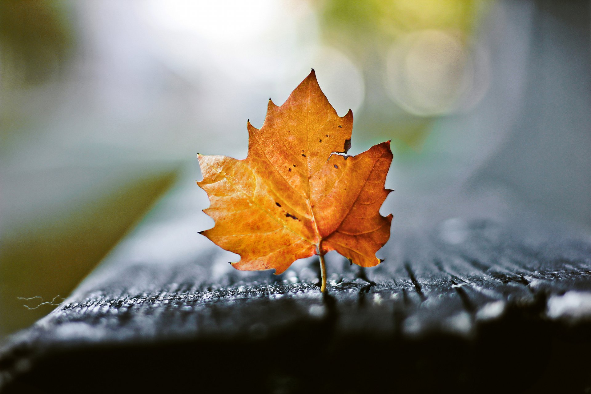 gros plan feuille bokeh automne