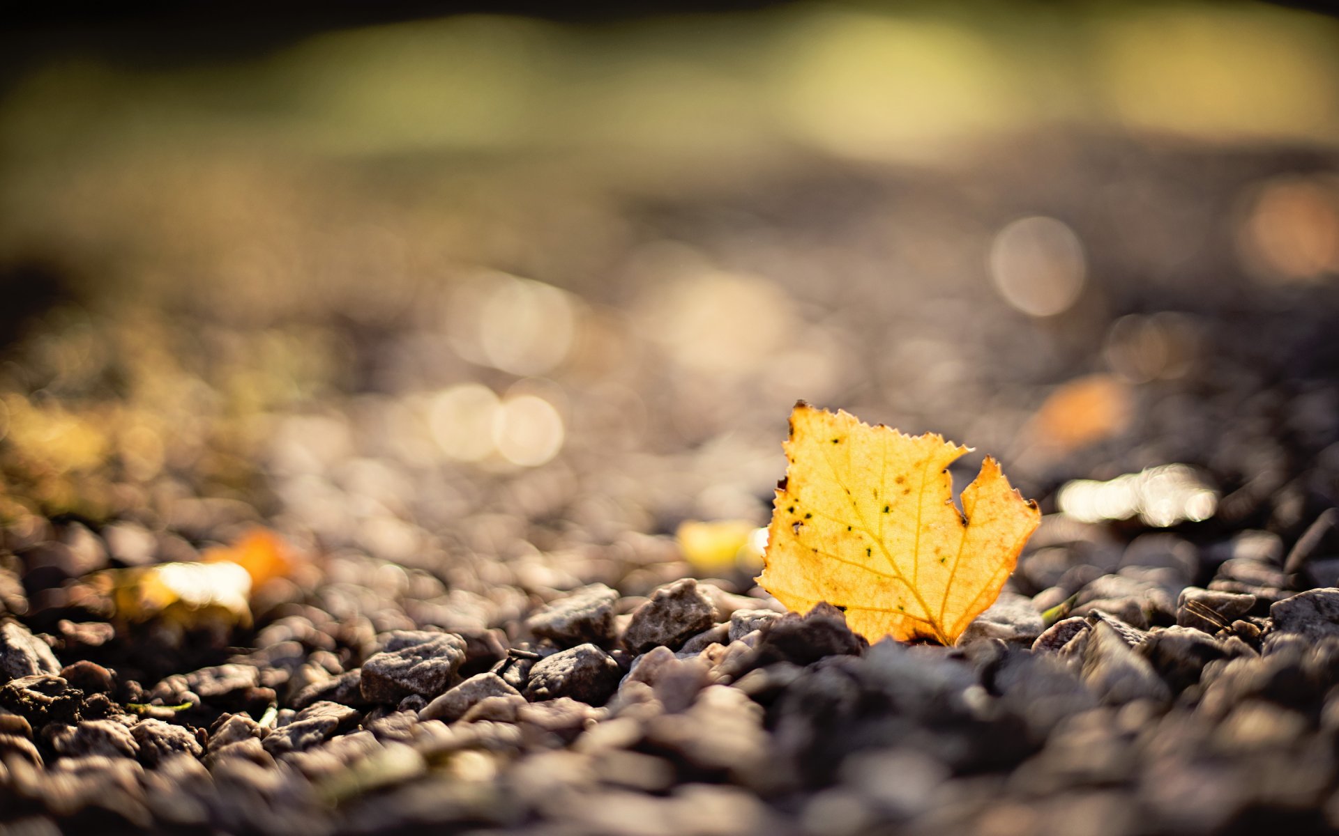 autunno foglia macro pietre sfocatura bokeh