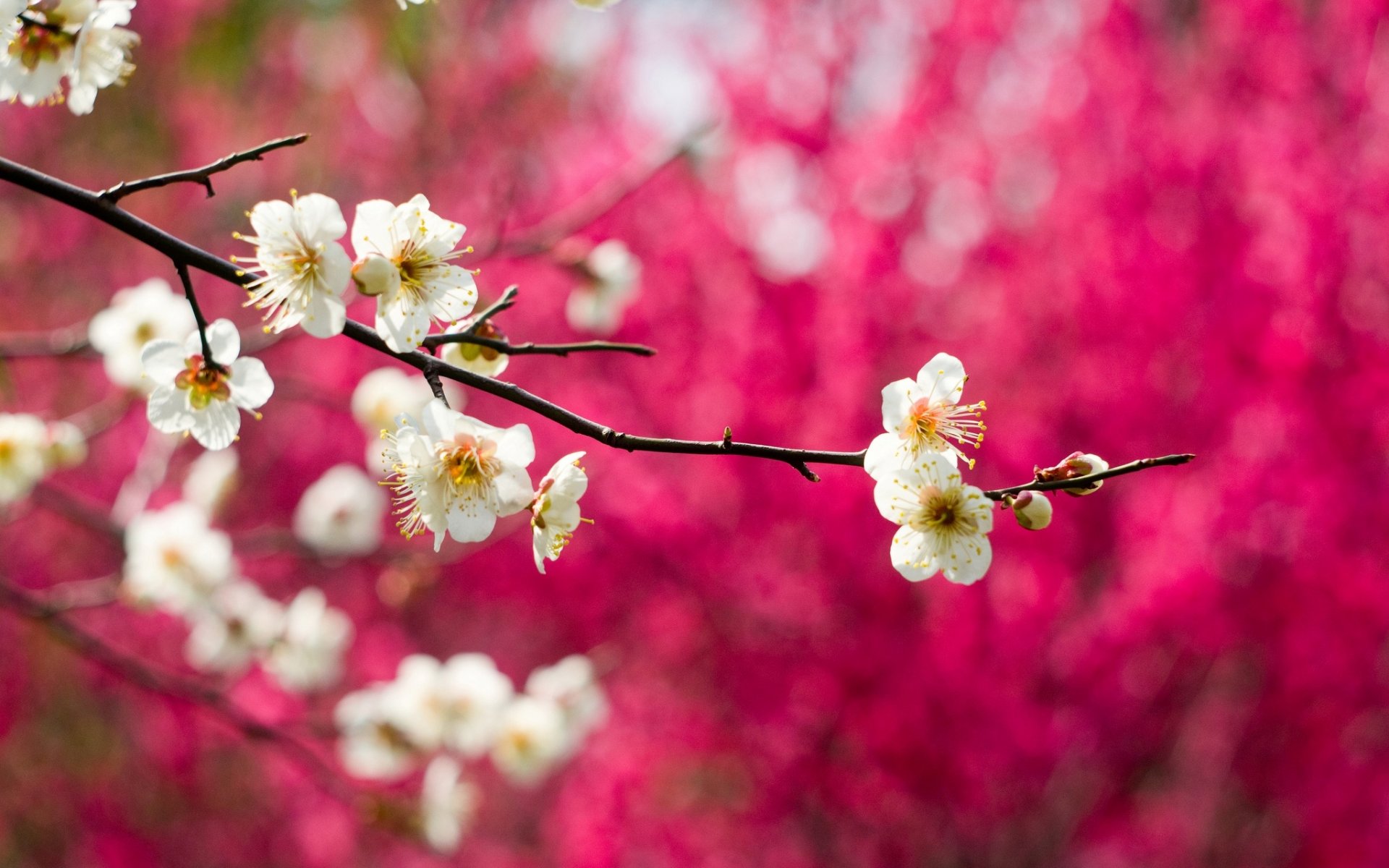 blüte blumen weiß zweig baum pflaume makro frühling natur